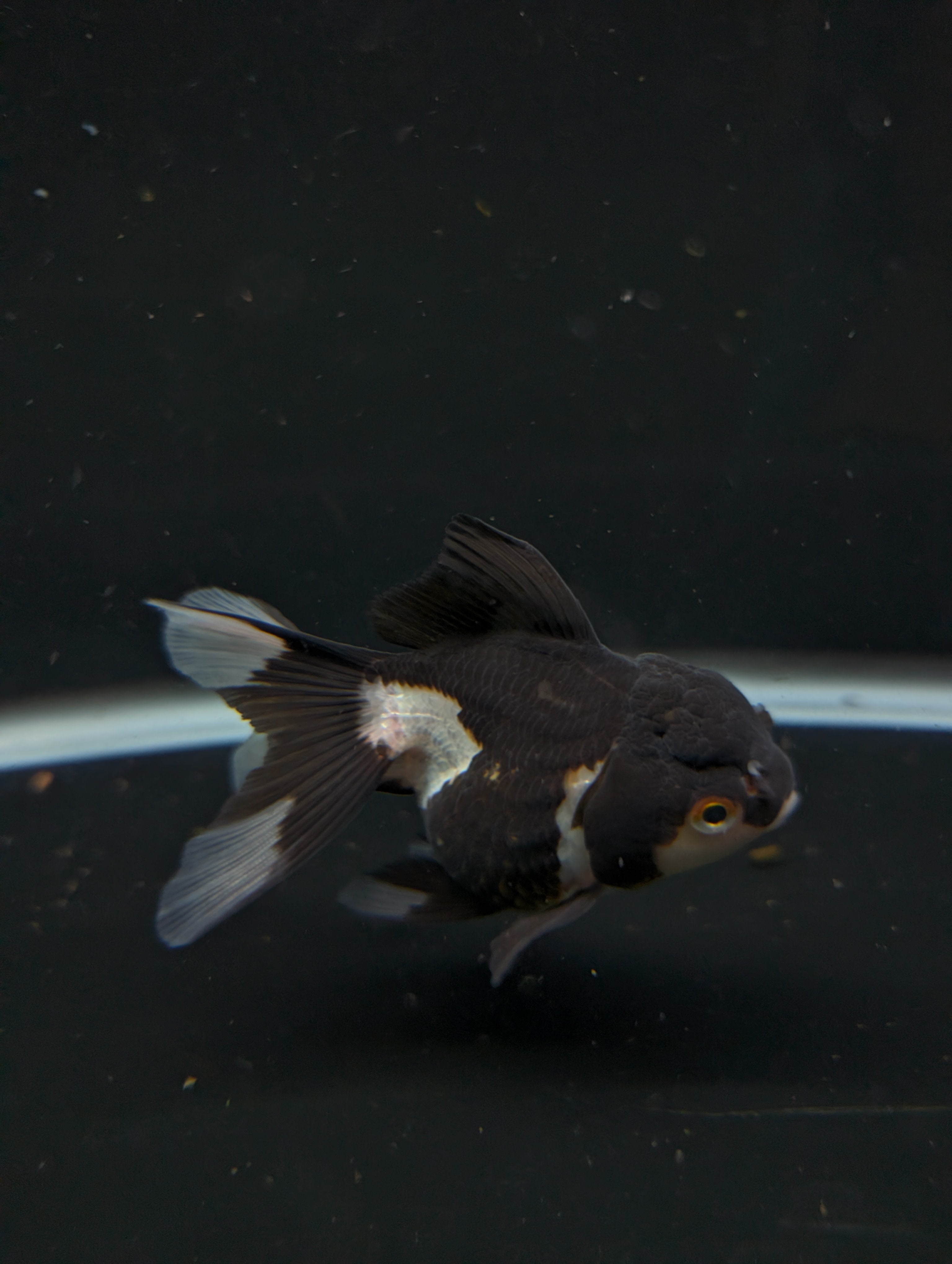 Thai Juvenile Oranda Panda 3"-3.5" in.  ID#626T1A-003
