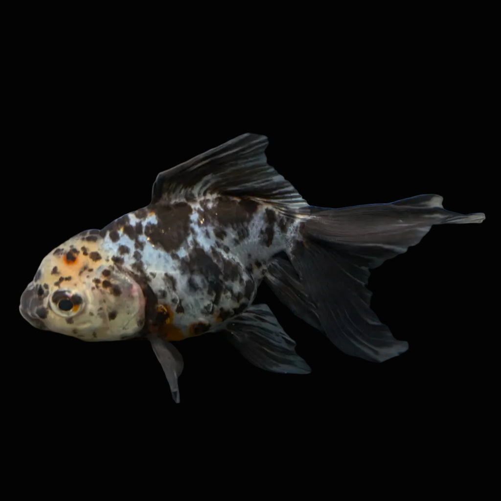Calico Oranda 5"in. ID#821LB2A-62