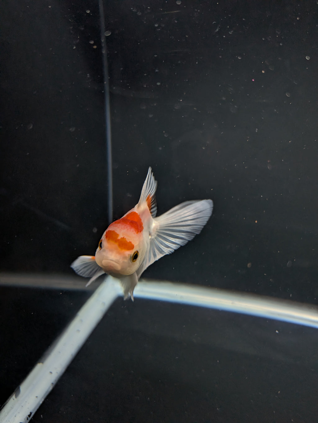Juvenile Oranda Tricolor 3.5"-4" in.  ID#508T2A-026