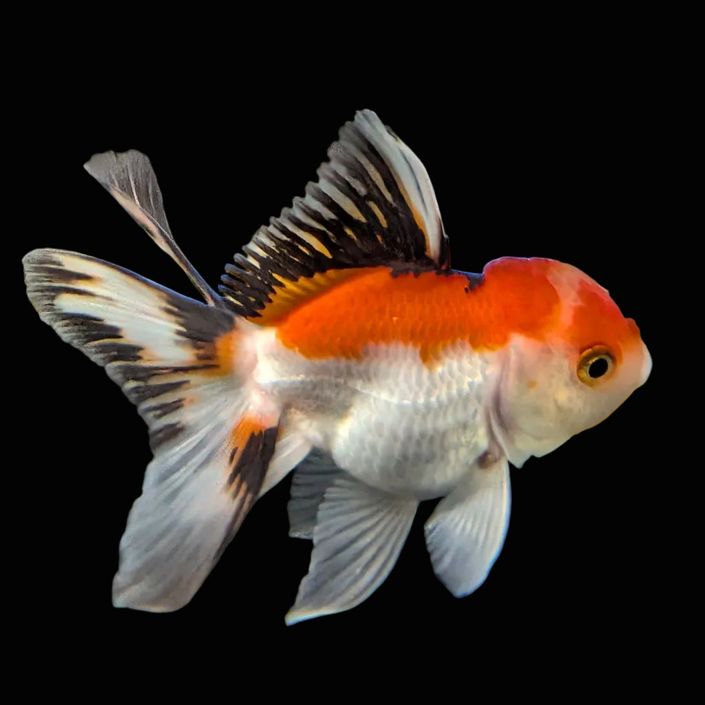 Juvenile Thai Oranda Tricolor 3"in.  ID#821T1A-021