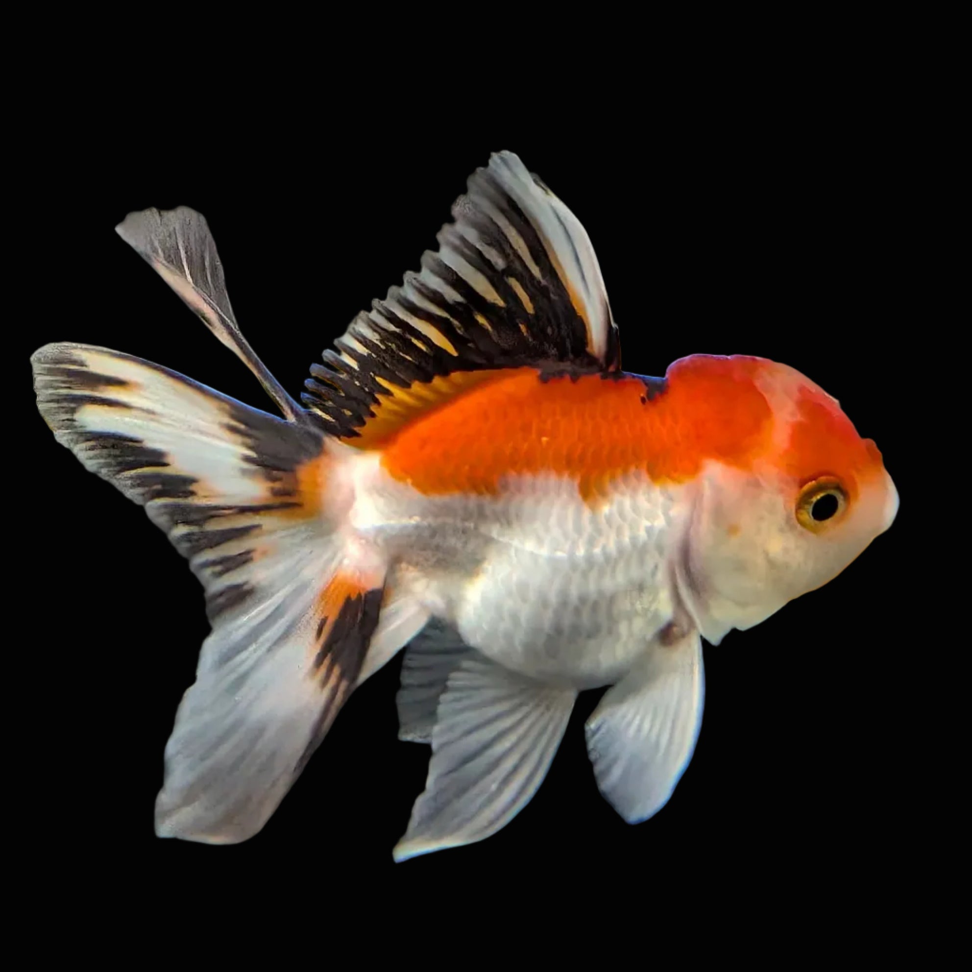 Juvenile Thai Oranda Tricolor 3"in.  ID#821T1A-021