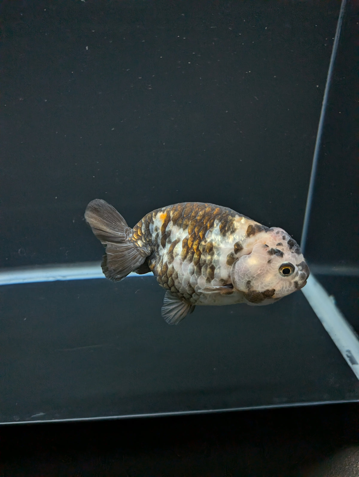 Jumbo Ranchu Heavy Ink Calico 4"-4.5" in. ID#918R8A-072