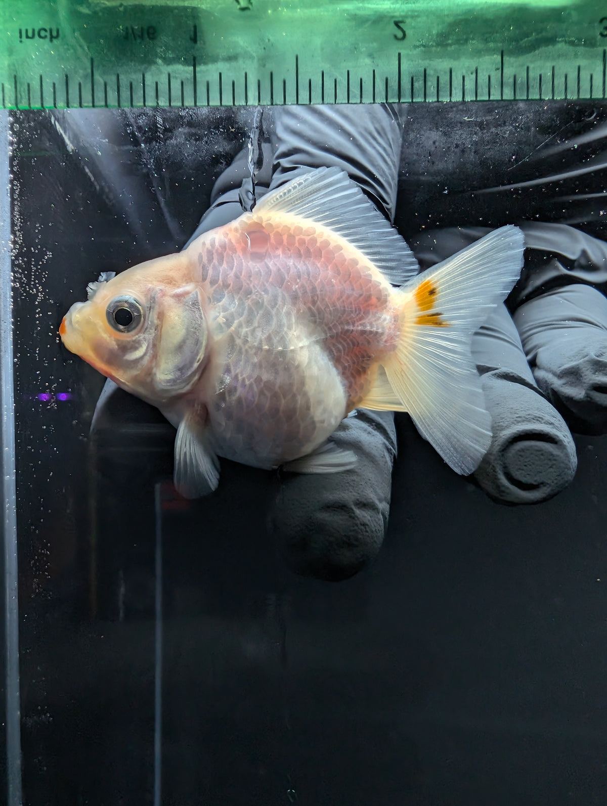Baby Thai Shogun Oranda Red White 2"-2.5" in. ID#1016BSG11A-004
