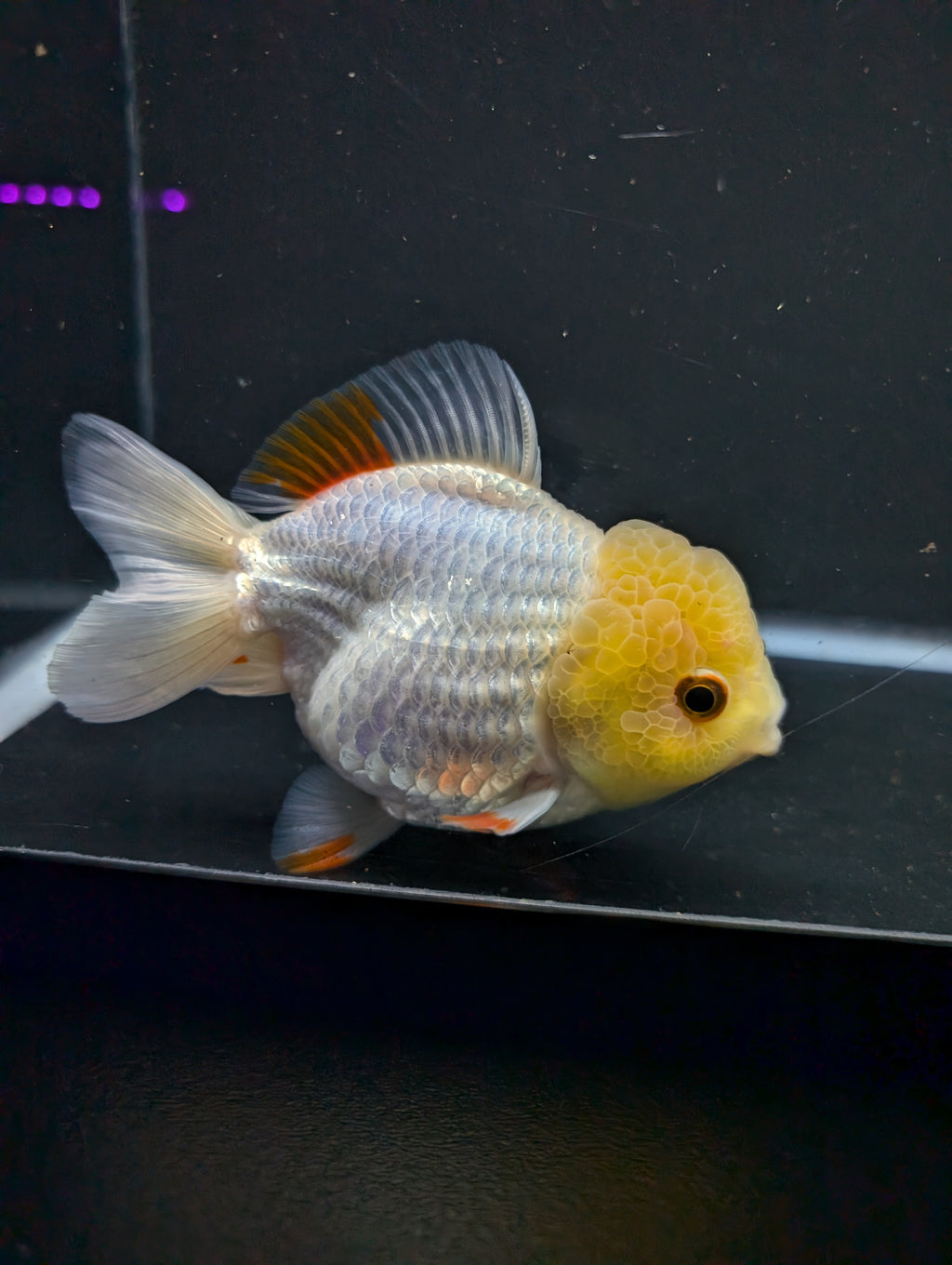 Jumbo Oranda Yuan Bao / Shogun Lemon Head Red White   4.5"-5"in. ID#1016YB13A-011