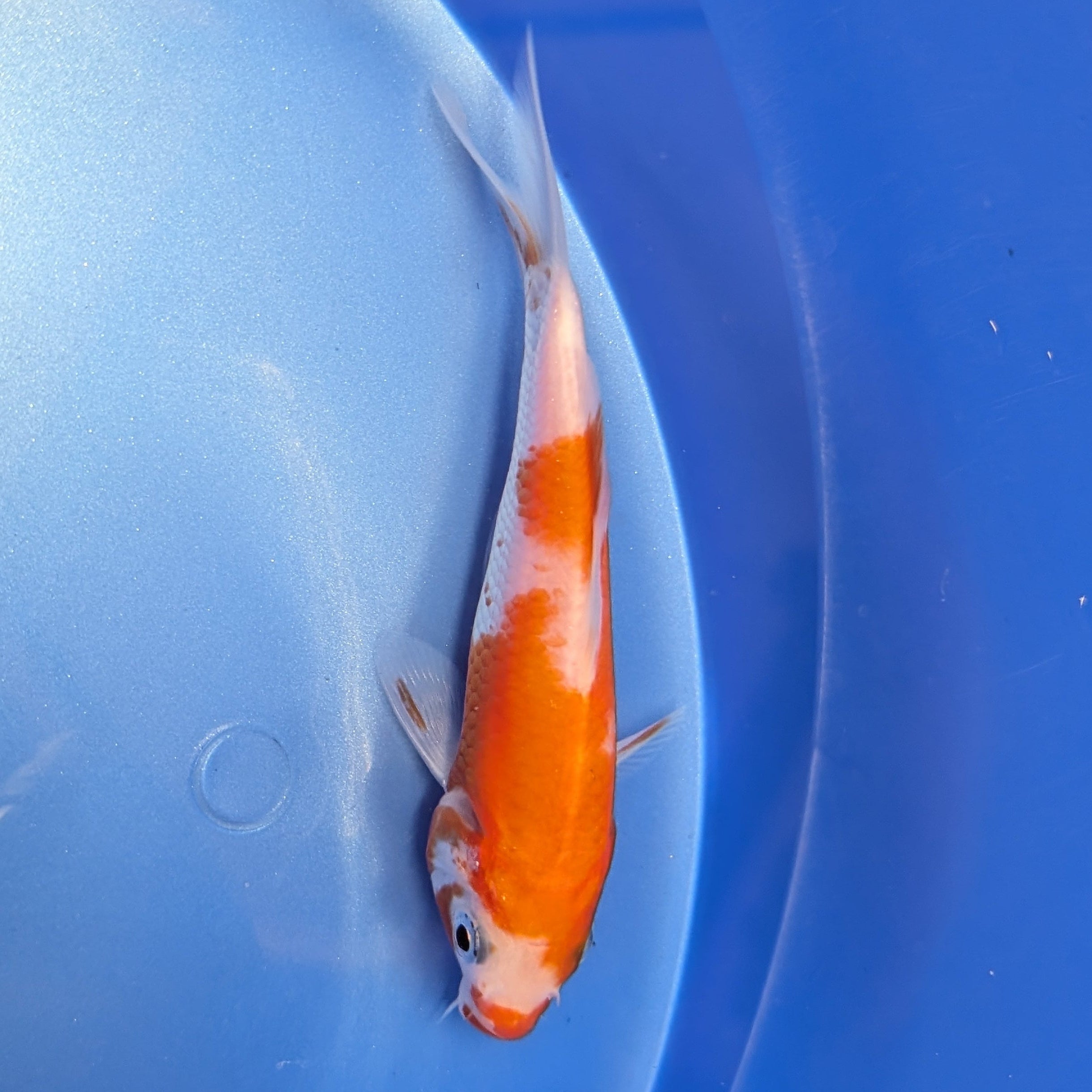 Kohaku Koi  4"in. ID#806BFK-023