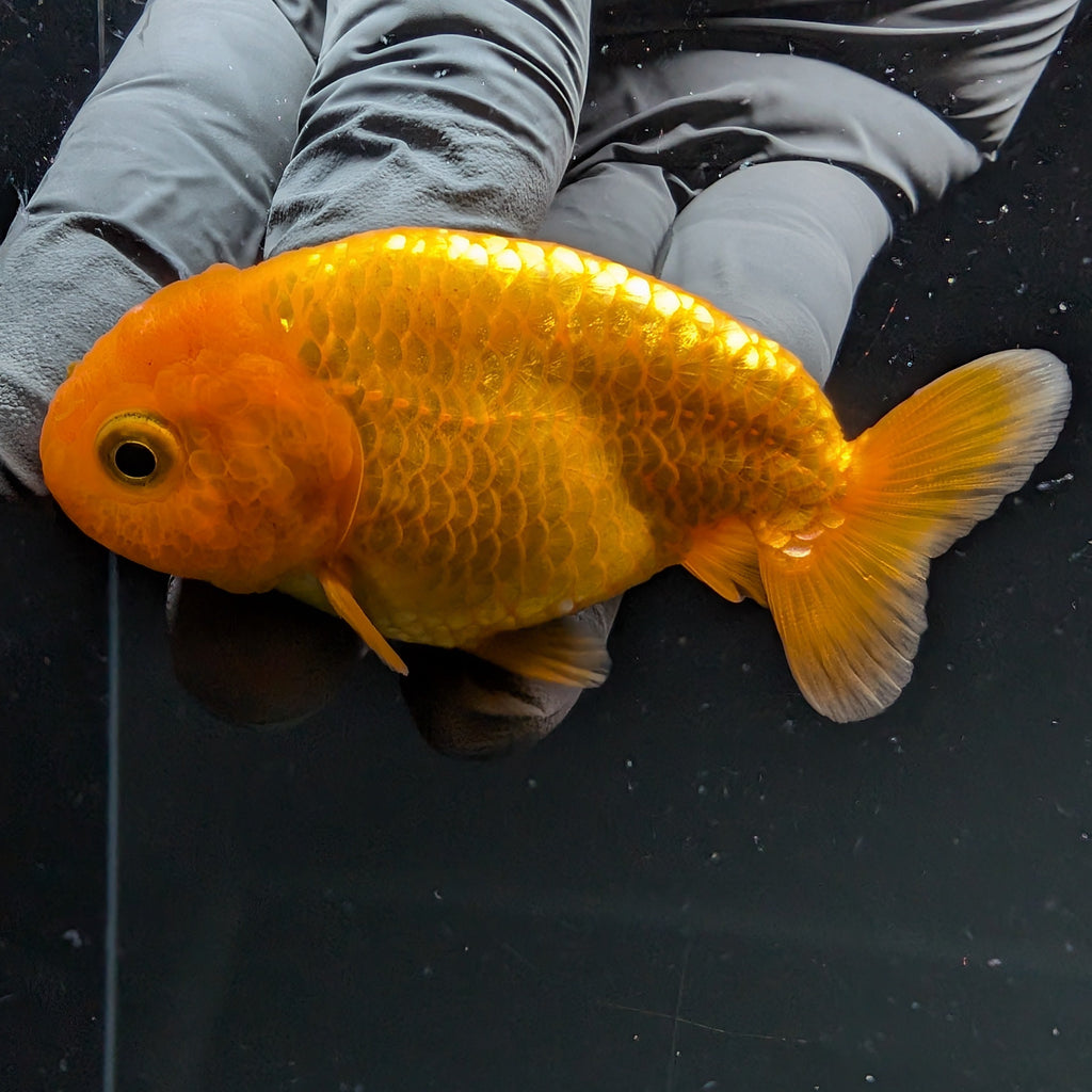 Ranchu Red White 2.5"-3" in. ID#724R4A-027