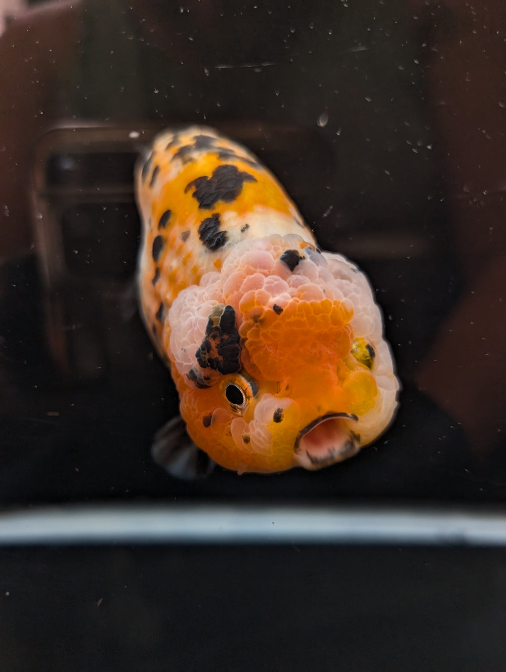 Jumbo Ranchu Calico 4.5"-5" in. ID#821R8A-033