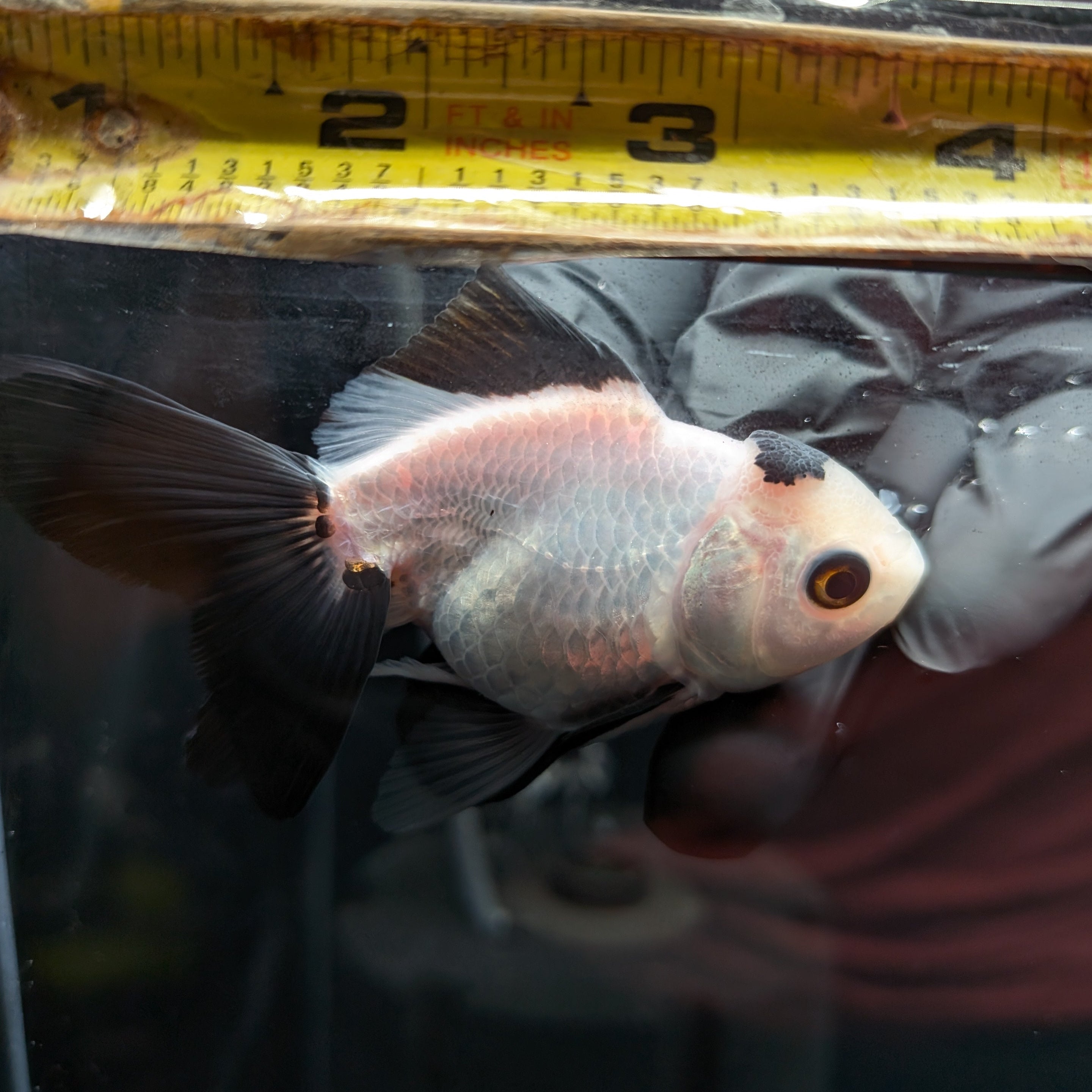 Juvenile Oranda Panda  3.5"-4" in.  ID#501T2A-013