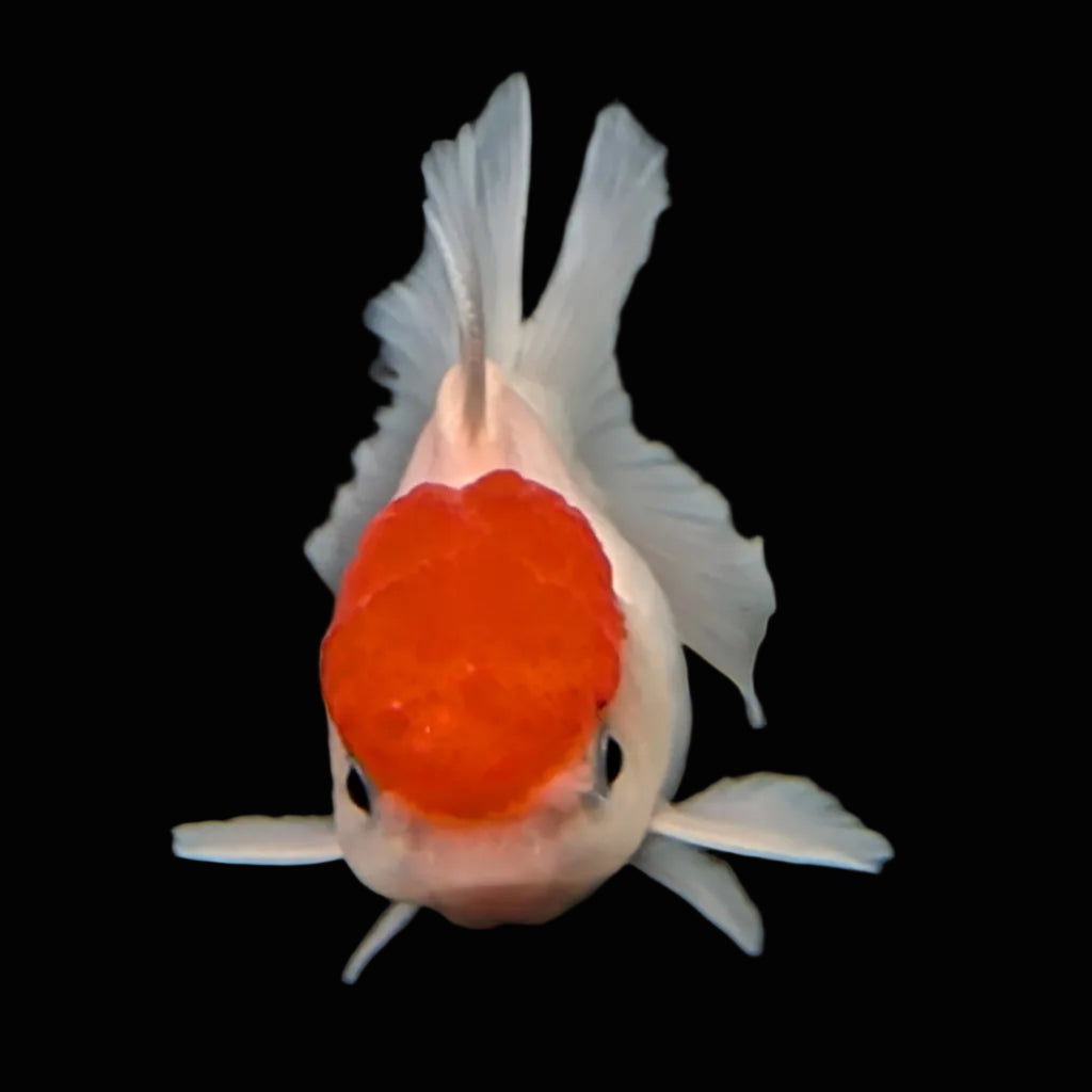 Juvenile Oranda Tricolor 3.5"-4" in.  ID#424T1A-010