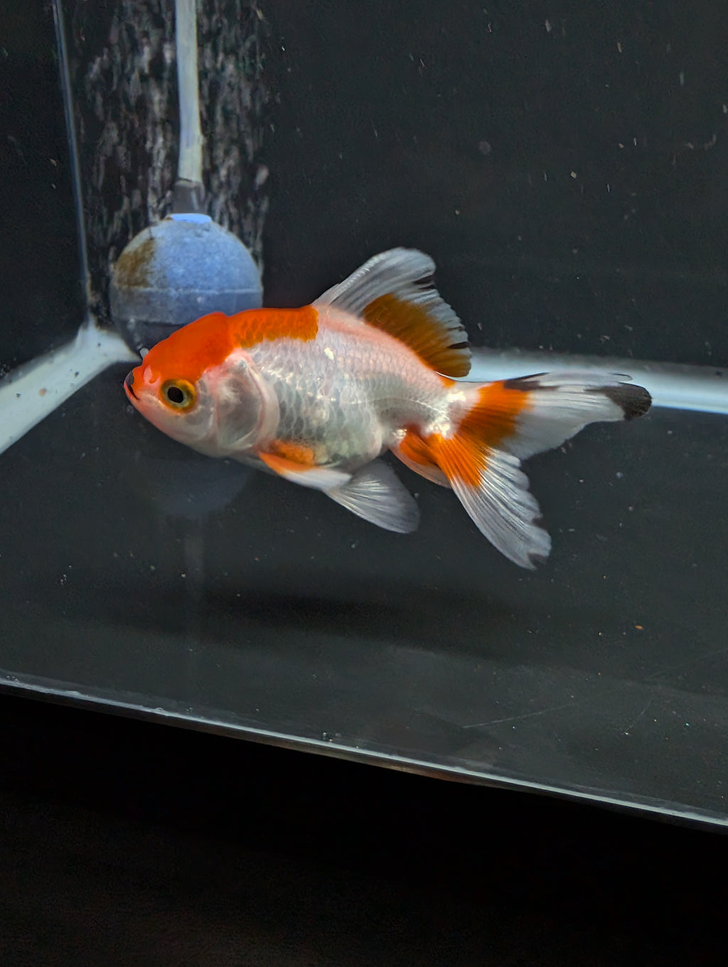 Juvenile Oranda  Red White 3"-3.5"in.  ID#619T1A-018