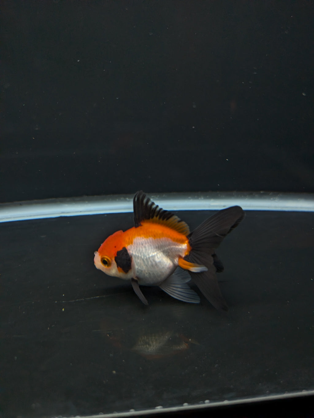 Juvenile Thai Oranda Tricolor 3"in.  ID#814T1A-009