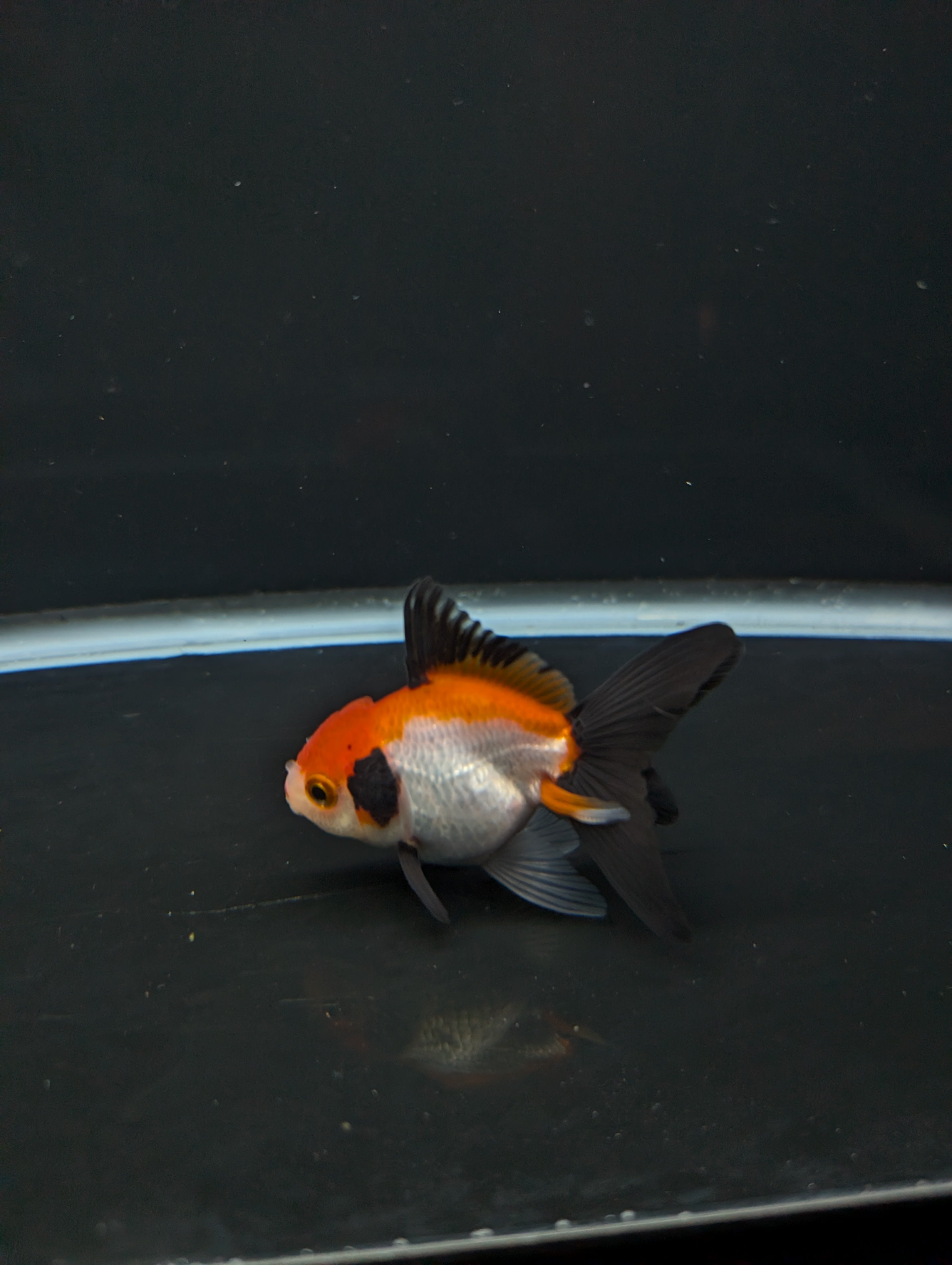 Juvenile Thai Oranda Tricolor 3"in.  ID#814T1A-009