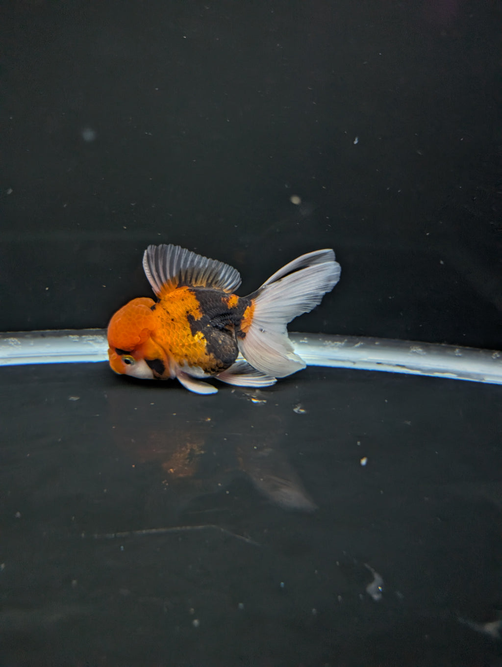 Thai Oranda Tricolor 4"-4.5"in.  ID#1023T1A-025