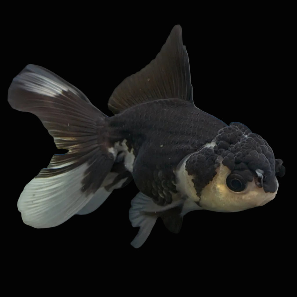 Thai Juvenile Oranda Panda 3.5"-4"in.  ID#731T1A-052
