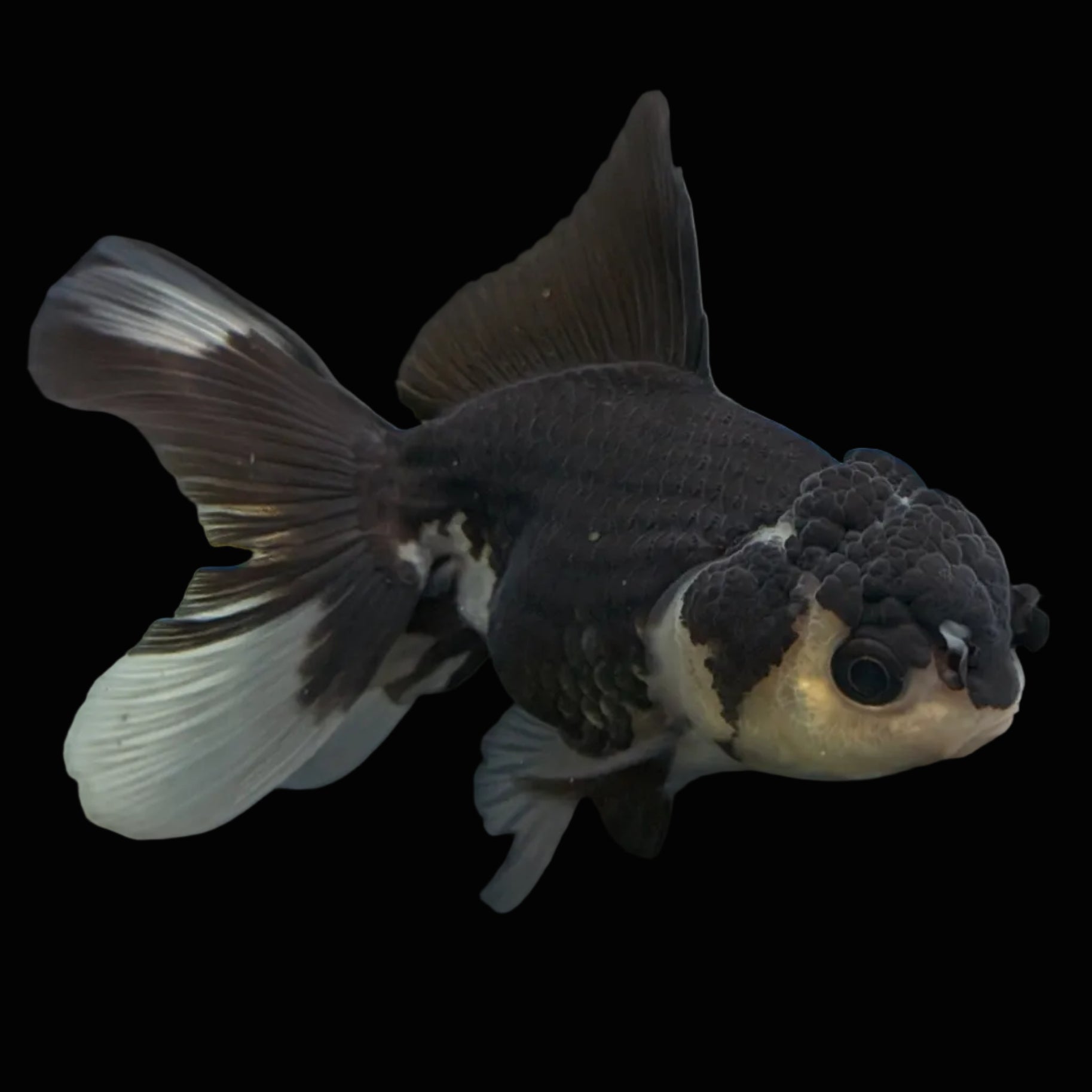 Thai Juvenile Oranda Panda 3.5"-4"in.  ID#731T1A-052