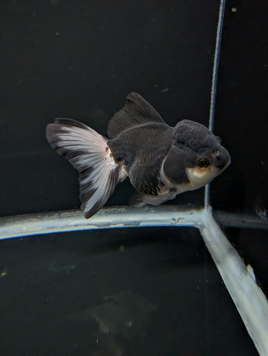Thai Oranda Panda 4"-4.5"in.  ID#1023T1A-023