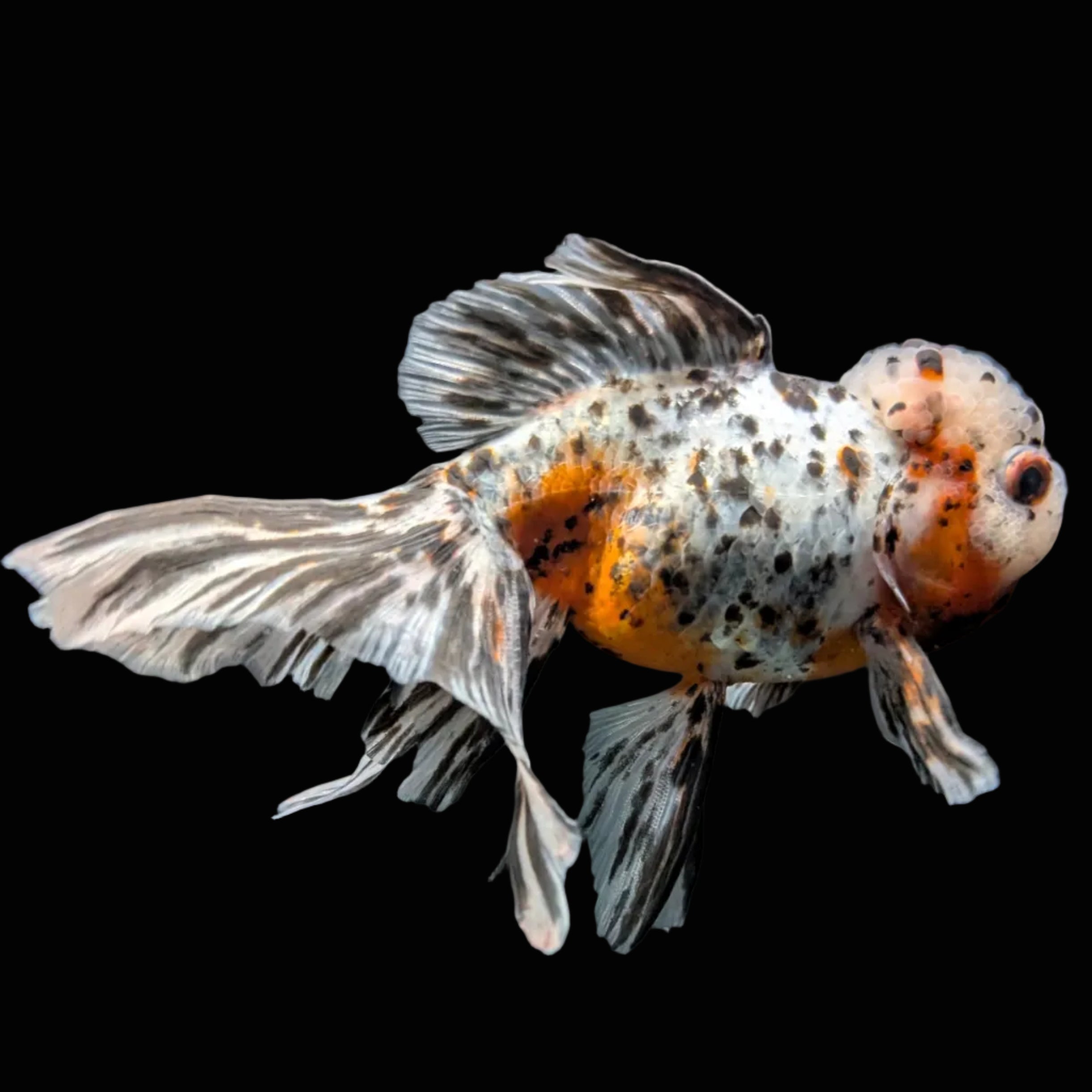 Calico Oranda 4.5"-5"in. ID#814LB2A-53