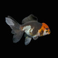 Juvenile Oranda Tricolor 3.5"-4" in.  ID#501T2A-004