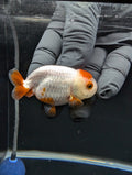 Baby Ranchu Red White 2.5"-3" in. ID#529R4A-051