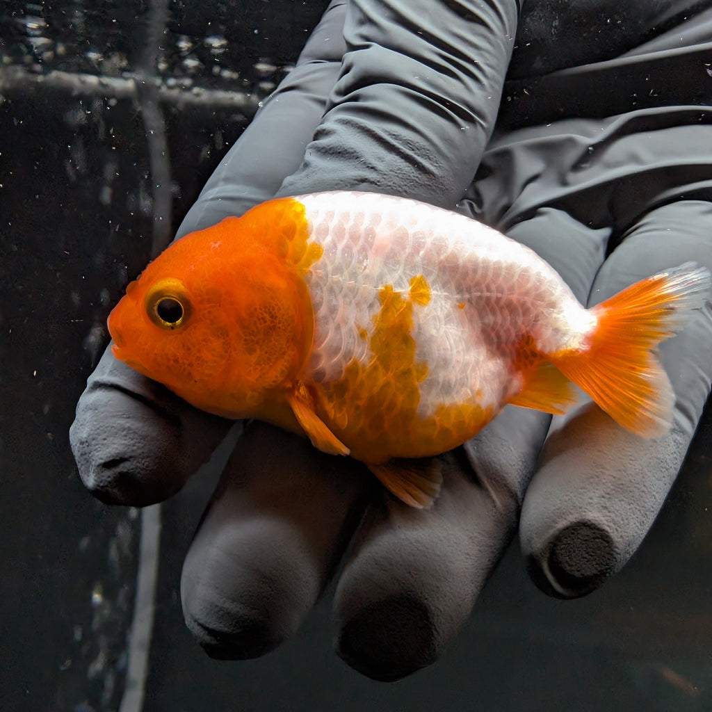 Baby Ranchu Red White 2.5"-3" in. ID#515R4A-002