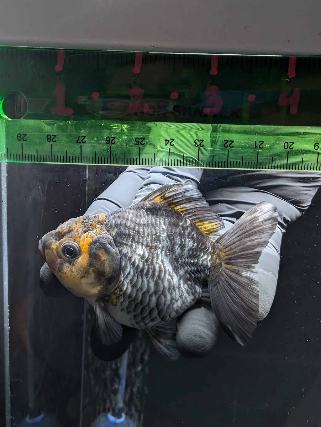 Thai Oranda Shogun Tiger Calico 4" in. ID#626SG7A-003
