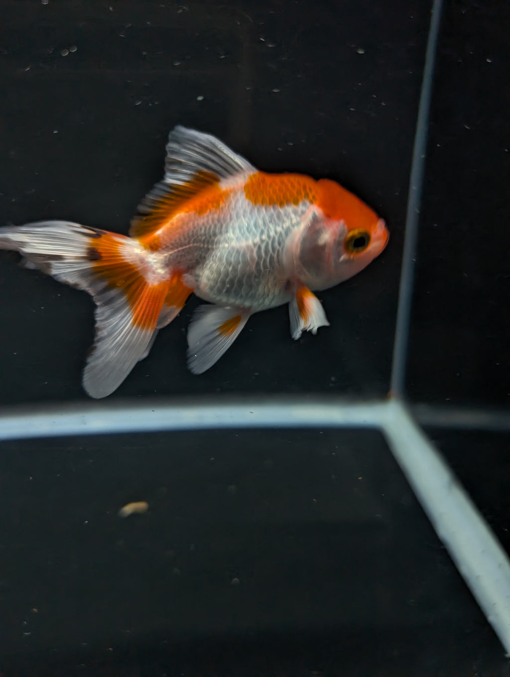 Juvenile Oranda  Red White 3"-3.5"in.  ID#619T1A-018