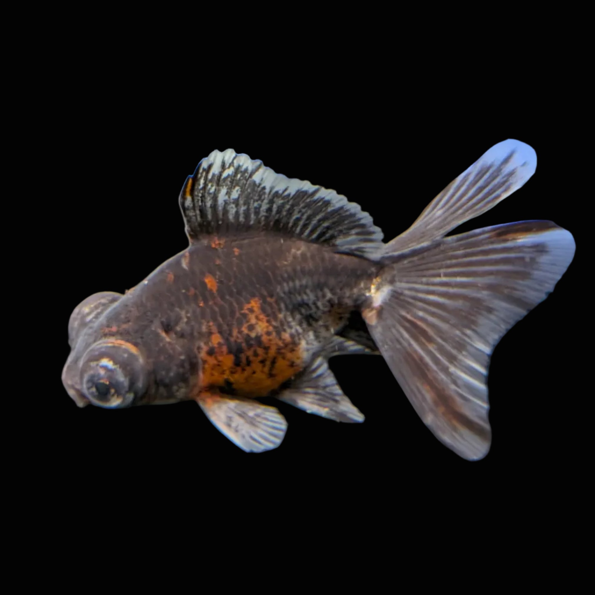 Telescope Butterfly Kirin Calico 3.5"-4" in. ID#508B4A-005