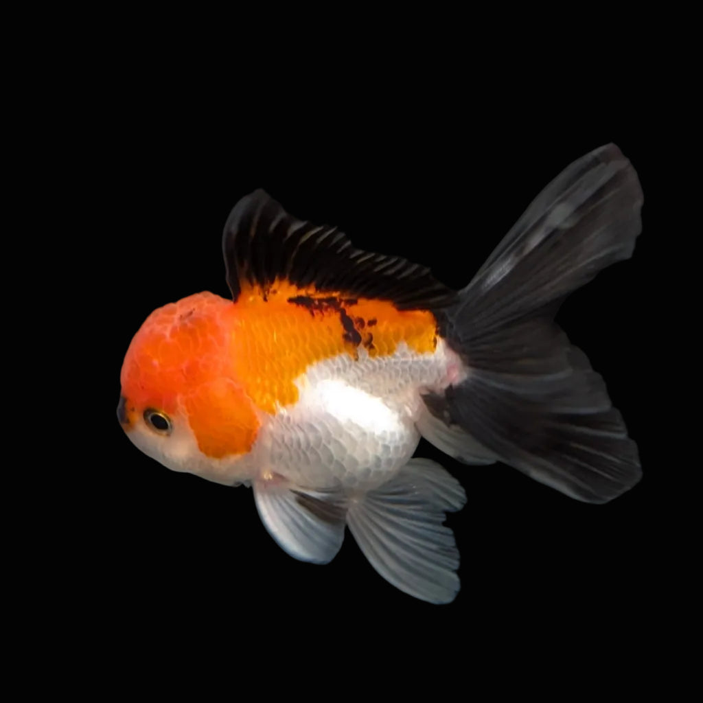 MARIO *Boss 415 Juvenile Oranda Tricolor 3.5"-4" in.  ID#410T8A-013