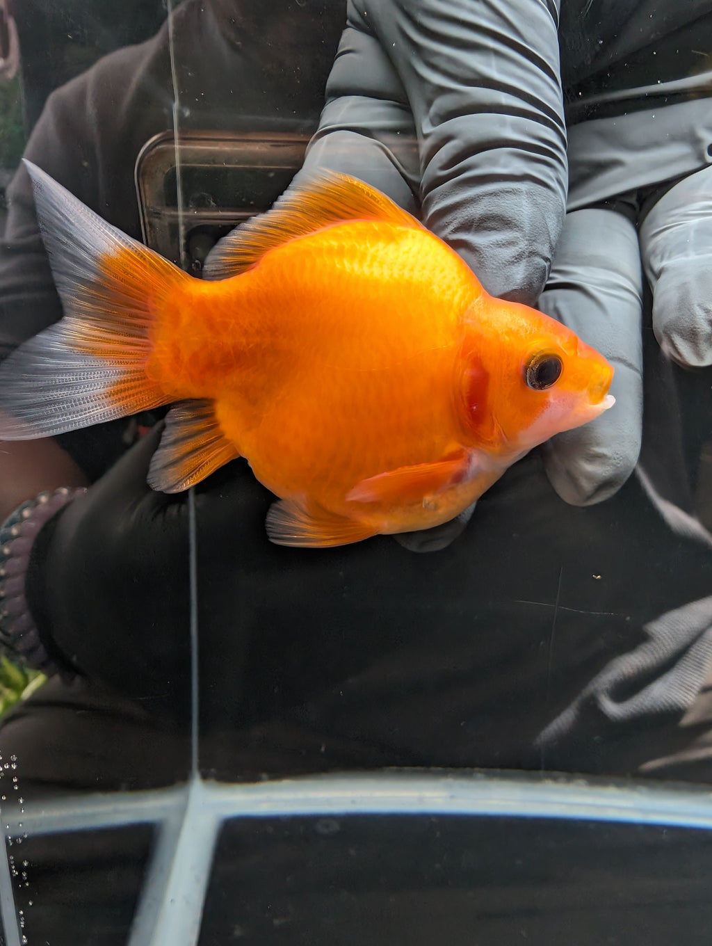 Tamasaba Sakura 3.5"in. ID#1023TM1B-028