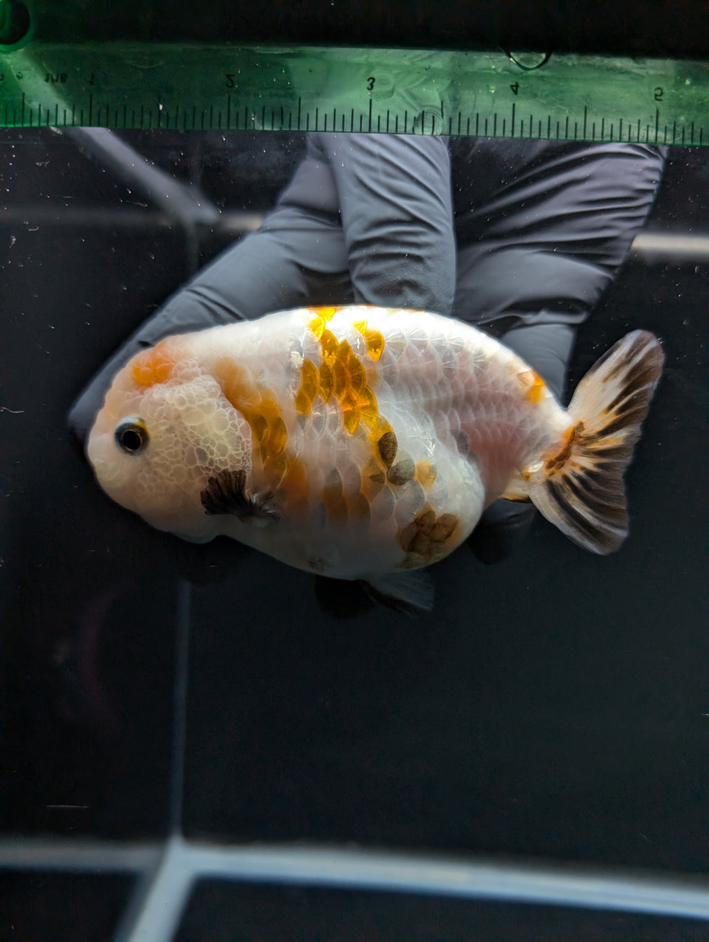 Jumbo Ranchu Sakura Calico 4.5"-5" in. ID#828R8A-052