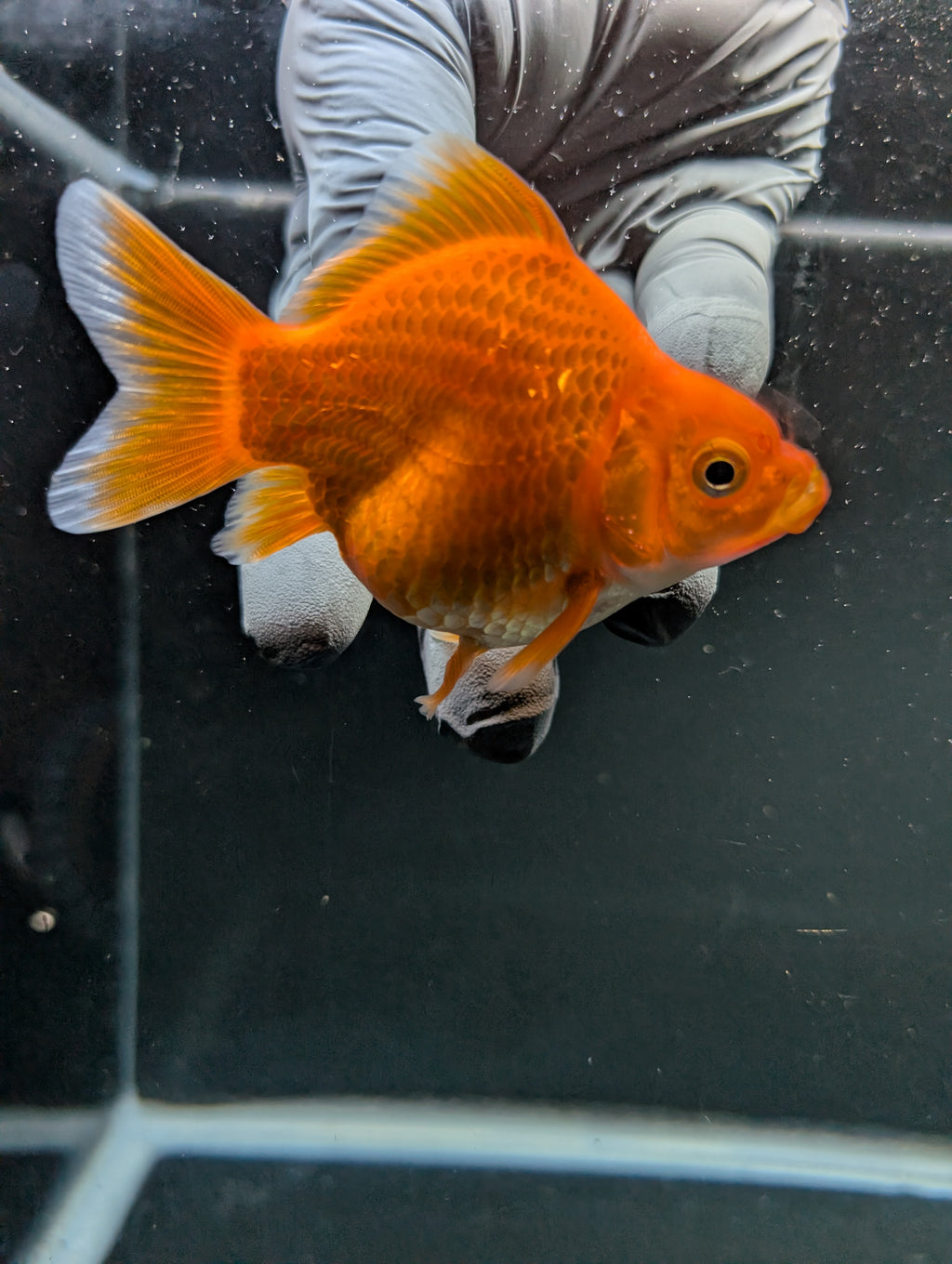 Tamasaba Red White 3"-3.5" in. ID#1009TM1B-009