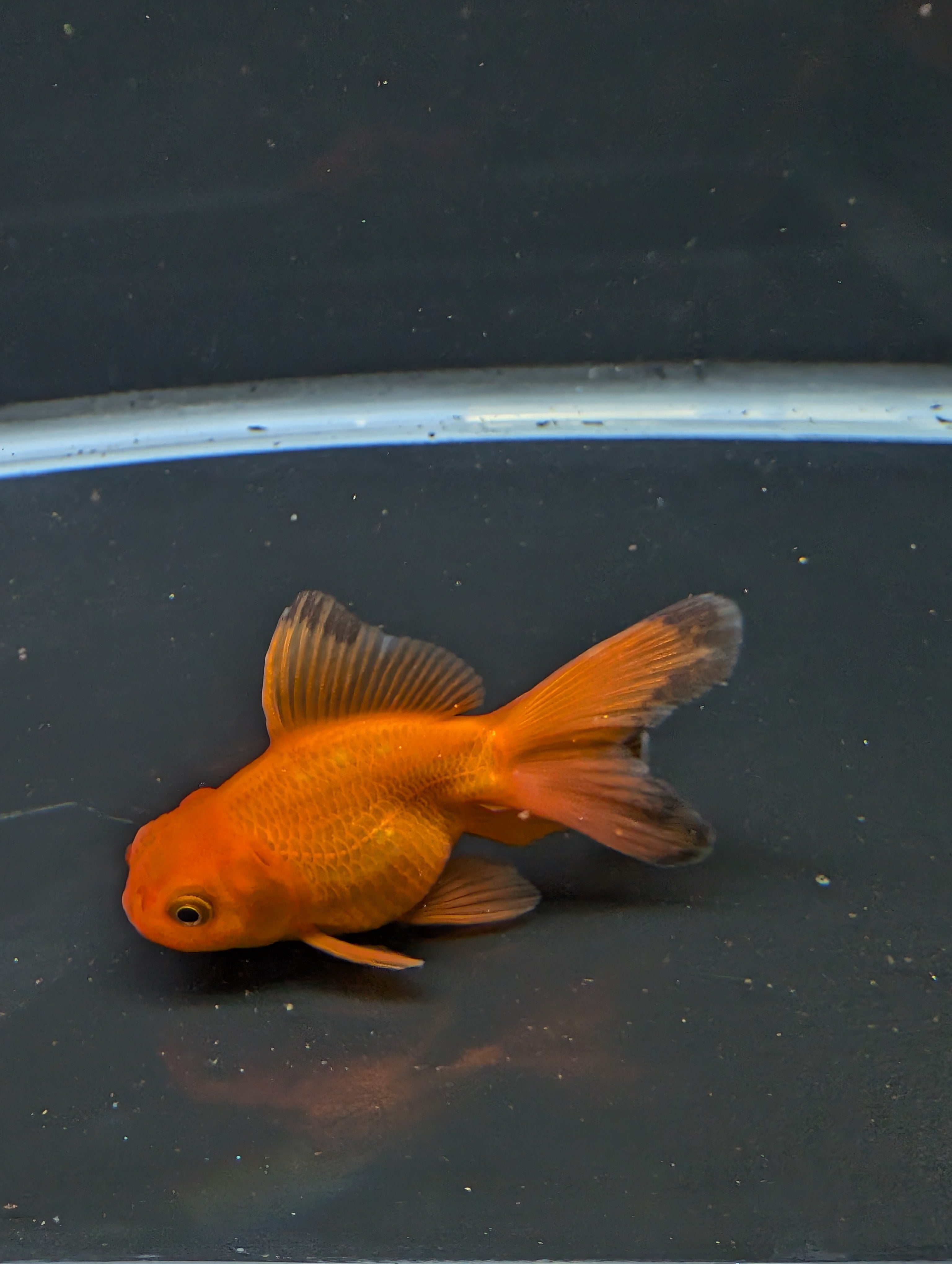 Juvenile Oranda Red Black 3"-3.5"in.  ID#522T1A-005