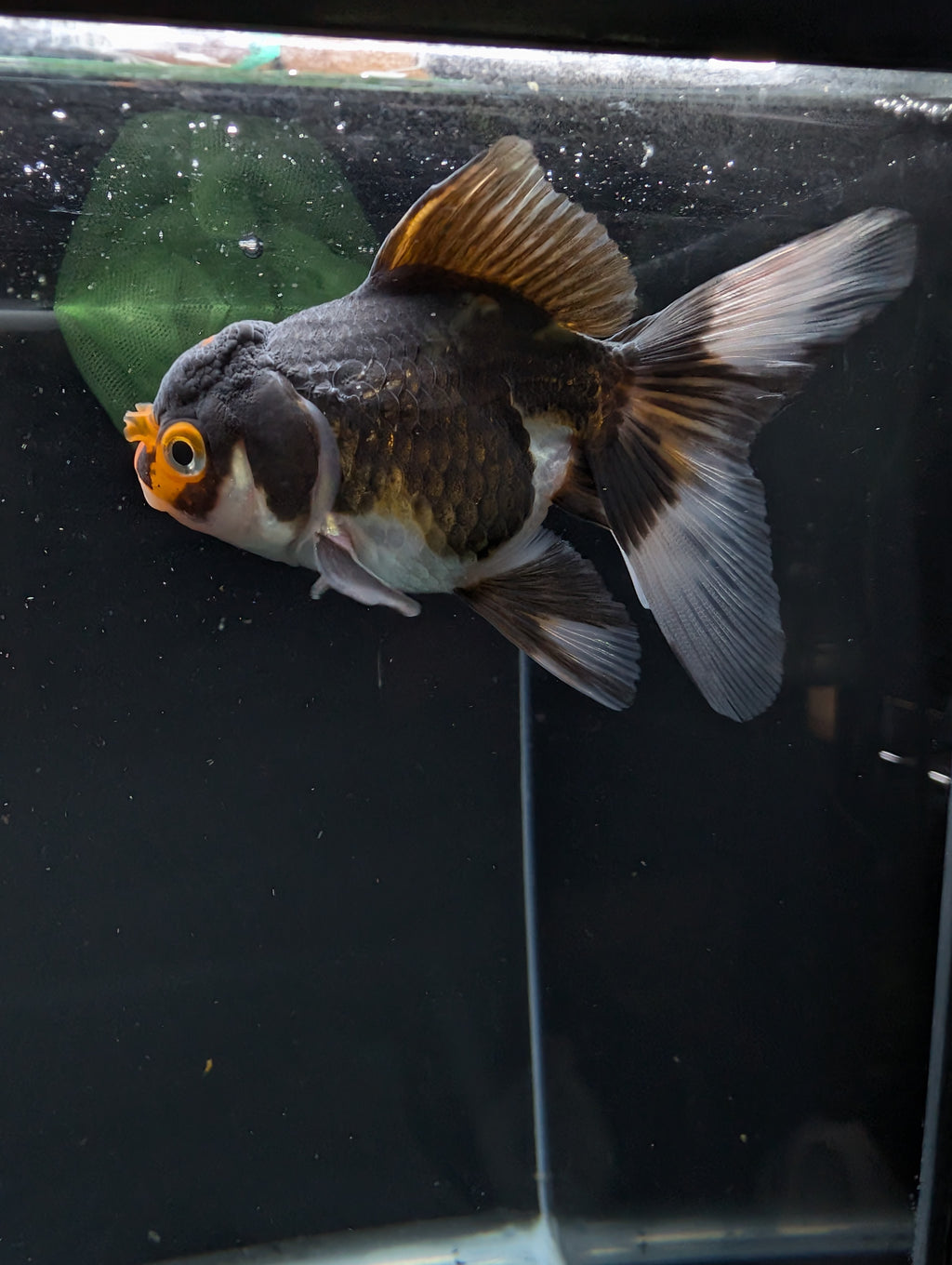 Thai Juvenile Oranda Tricolor 3"-3.5" in.  ID#626T1A-001
