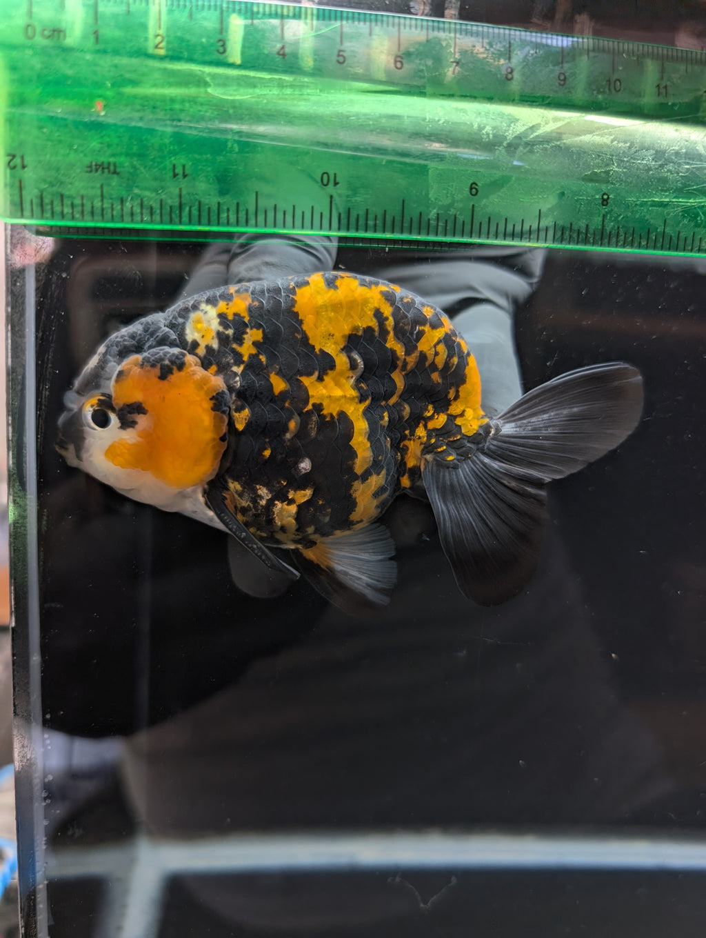 Thai Jumbo Ranchu *Special Color Tiger Calico 4"-4.5" in. ID#807R9A-001 Please See Notes.