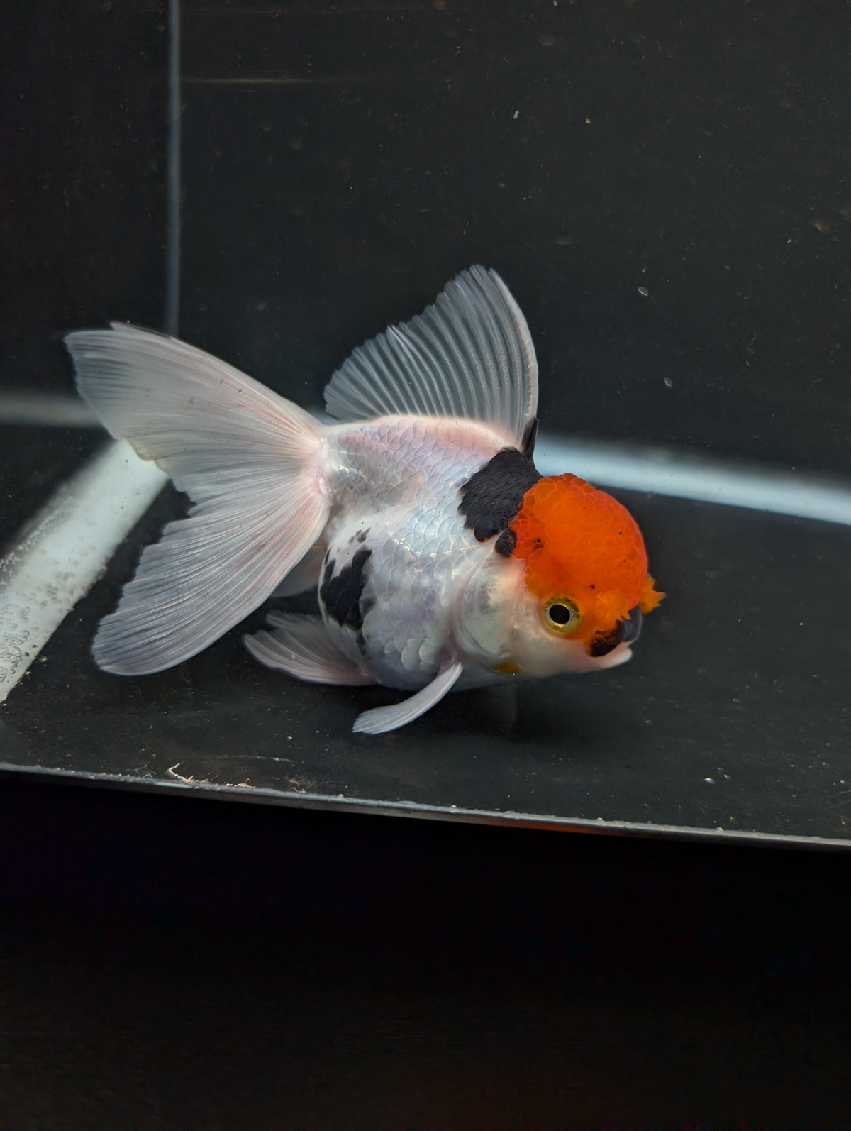 Thai Oranda Tricolor 4"-4.5"in.  ID#1016T1A-006
