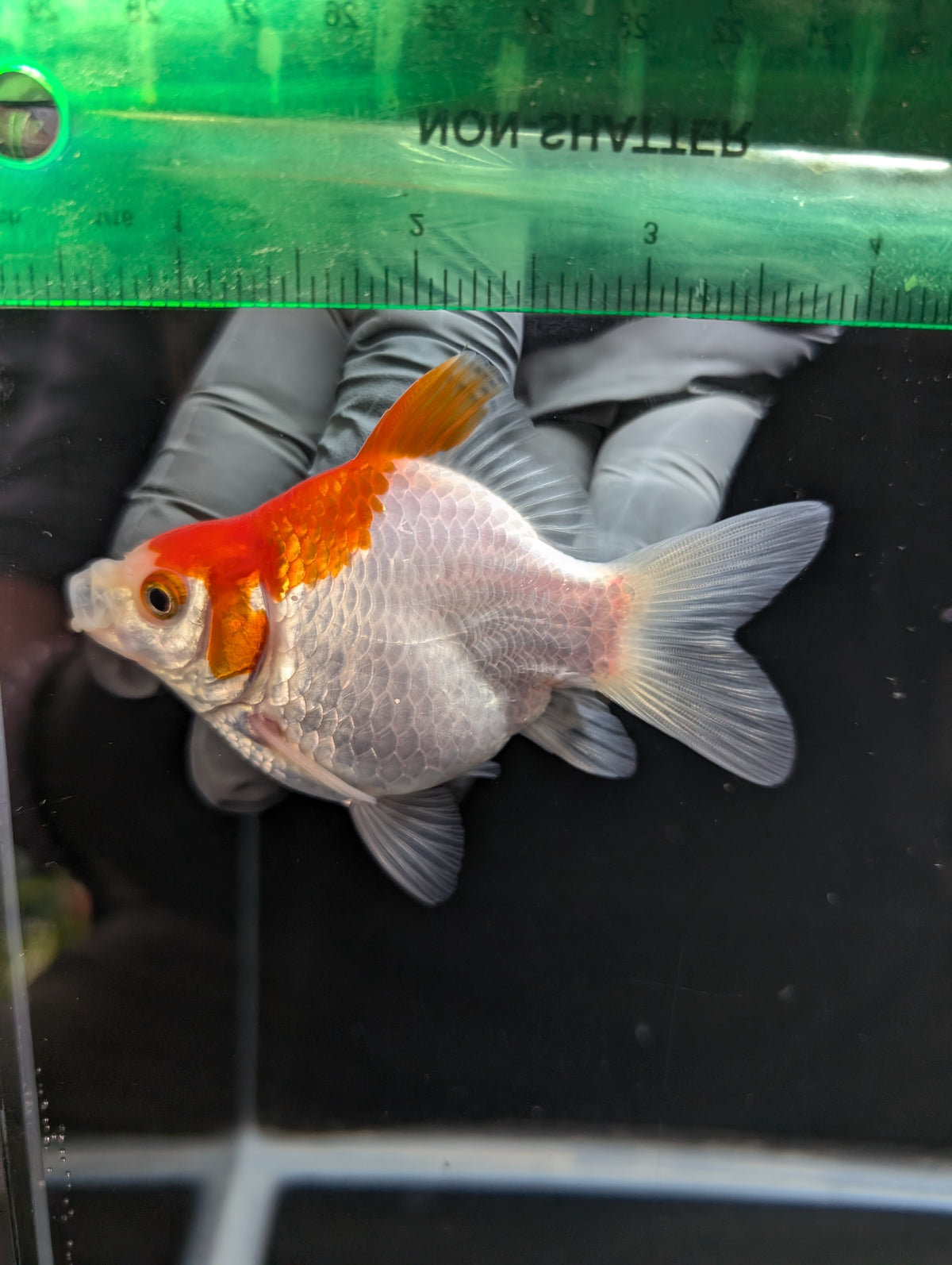 Tamasaba Red White 3.5"in. ID#1023TM1B-032