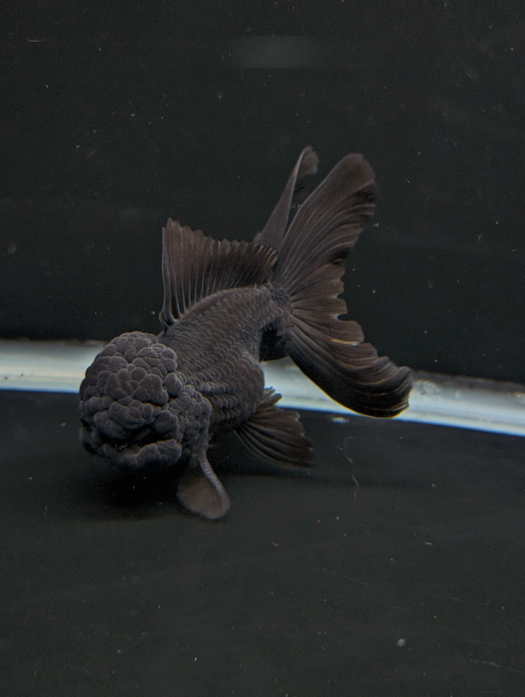Thai Oranda Godzilla Black 3.5"-4"in.  ID#1023T1A-028