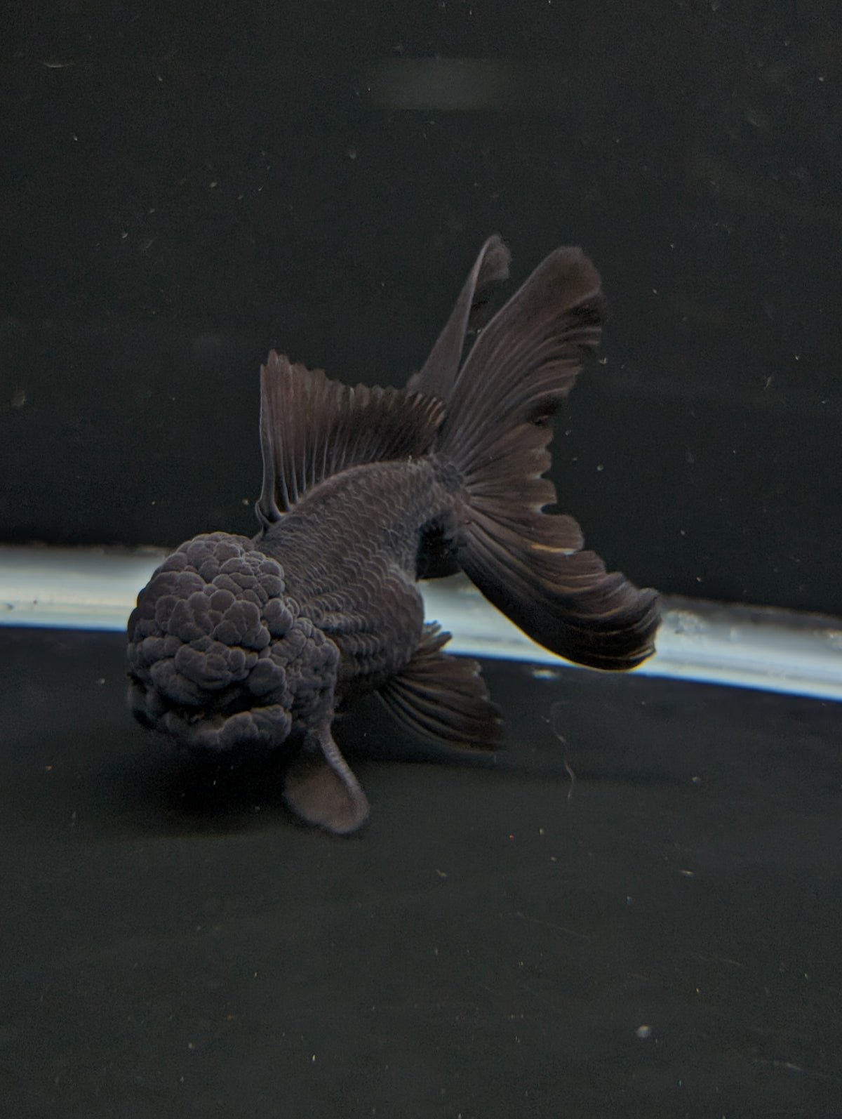 Thai Oranda Godzilla Black 3.5"-4"in.  ID#1023T1A-028