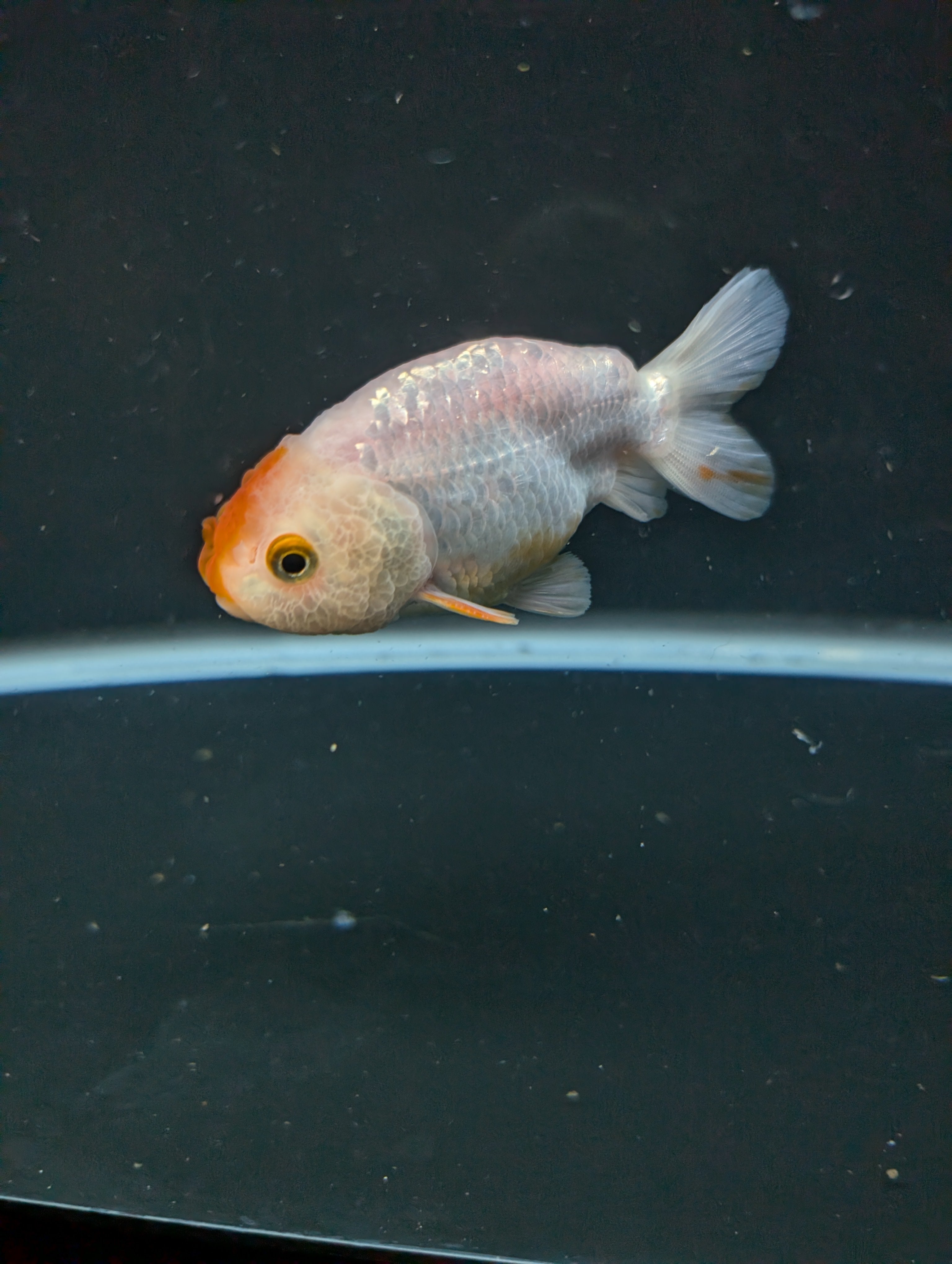 Ranchu Red White 3"-3.5" in. ID#501R13A-024