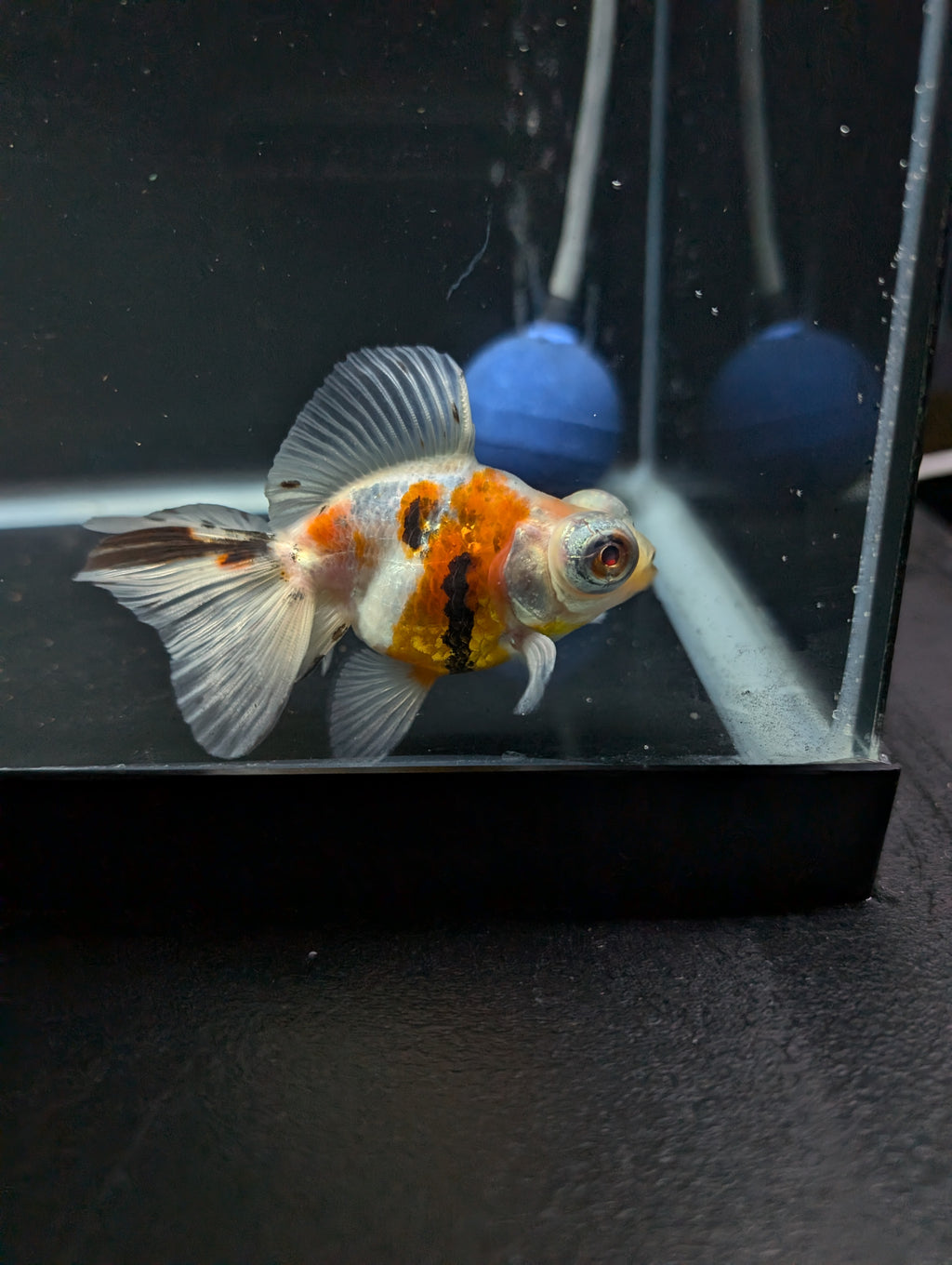 Telescope Butterfly Calico 3.5"-4" in. ID#605B6B-038