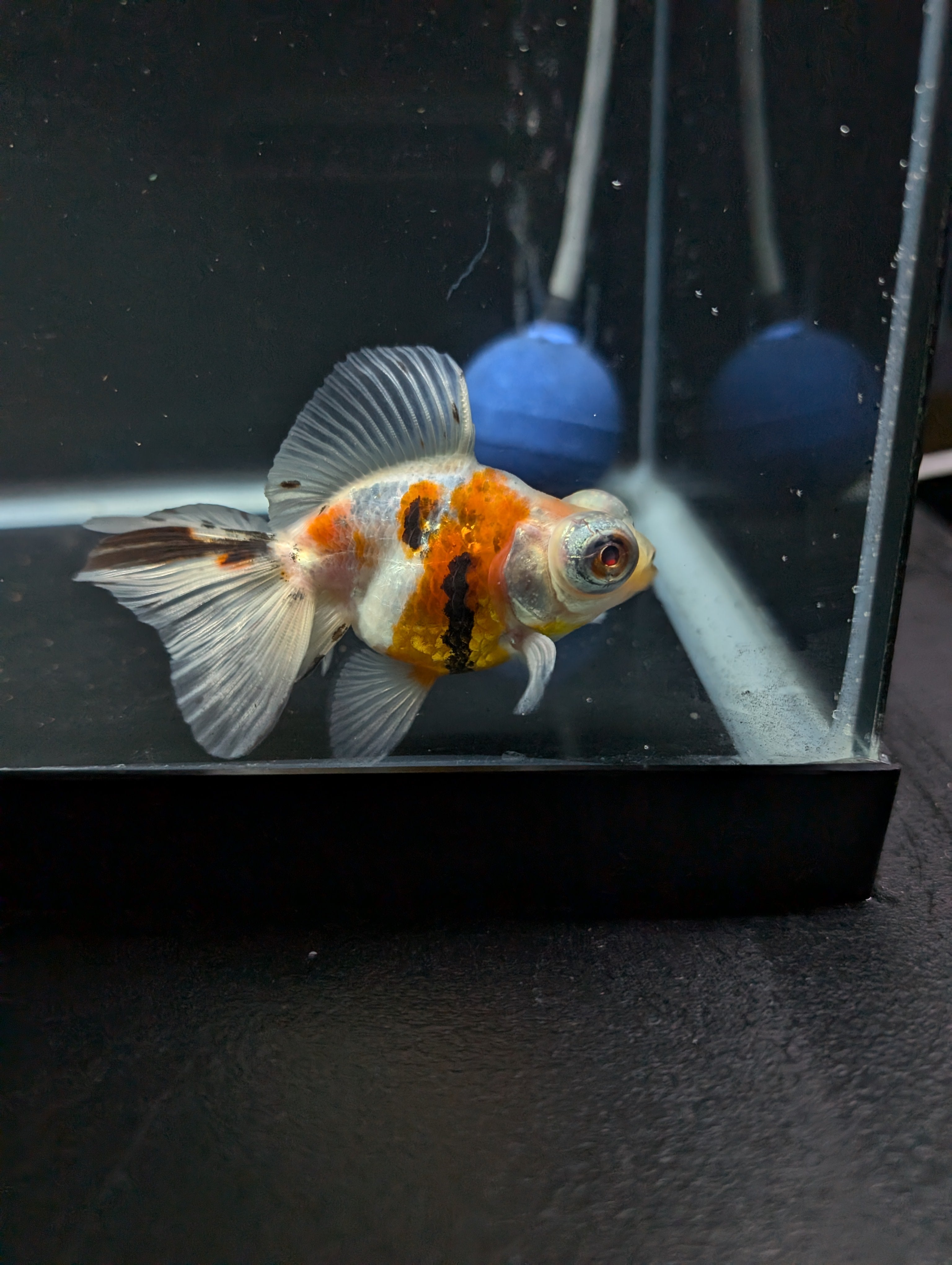 Telescope Butterfly Calico 3.5"-4" in. ID#605B6B-038