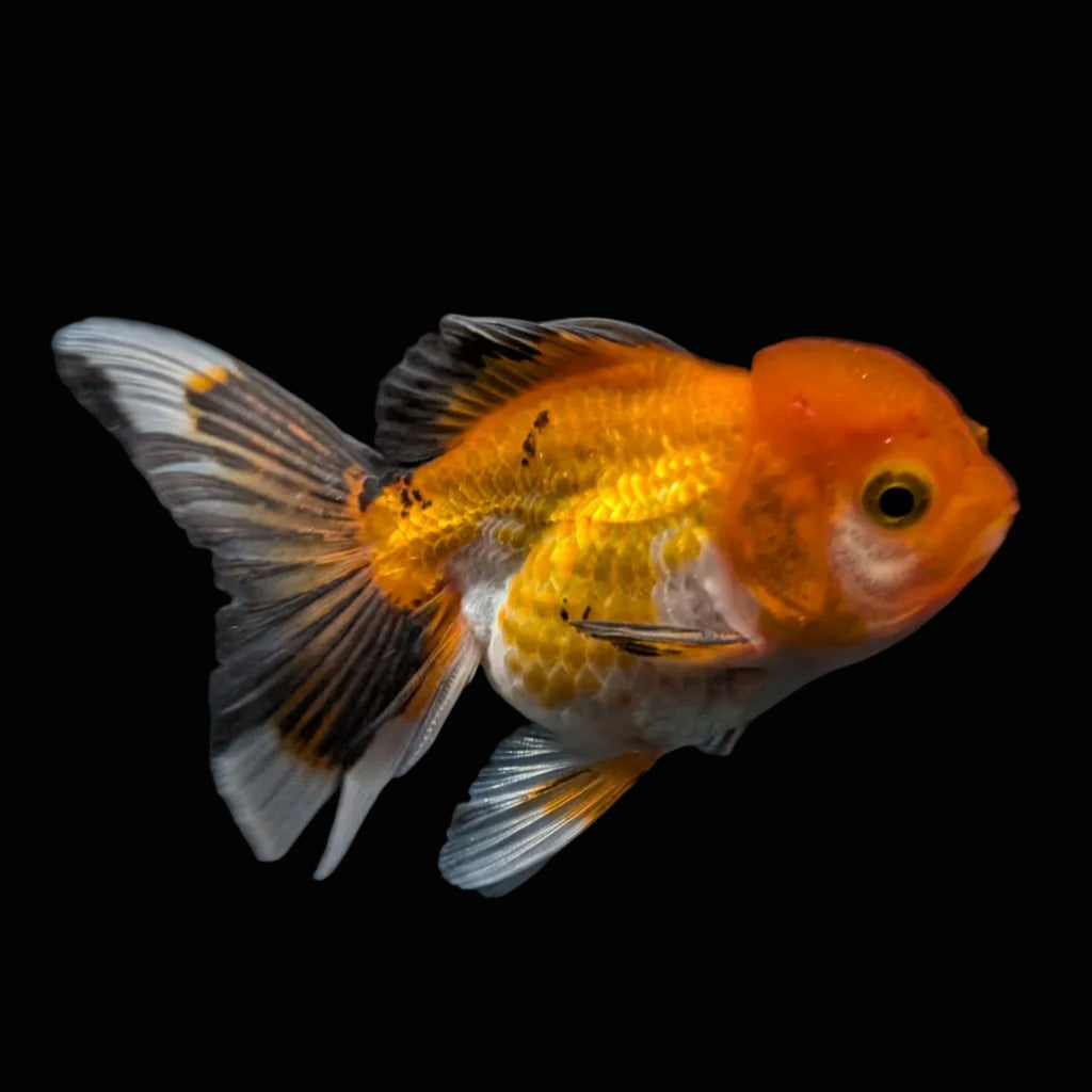 Juvenile Oranda Tricolor 3.5"-4" in.  ID#508T2A-022