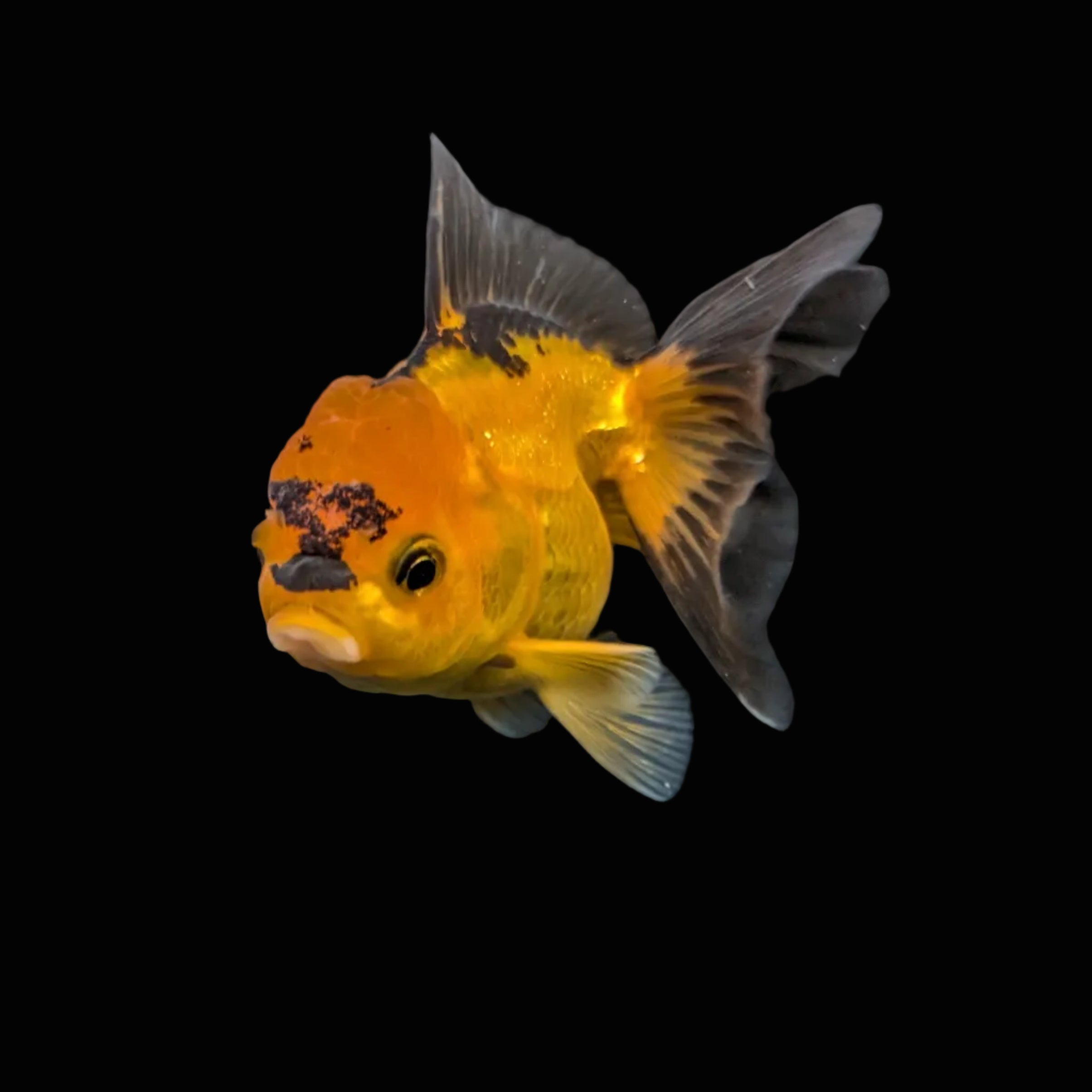Juvenile Oranda Tricolor 3.5"-4" in.  ID#417T7A-014