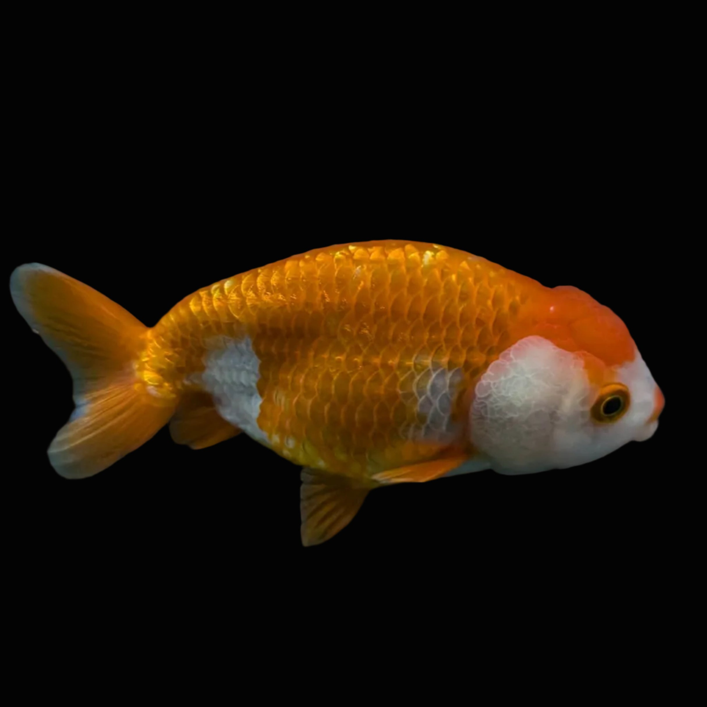 Ranchu Red White 3.5"-4"in. ID#821R4A-053