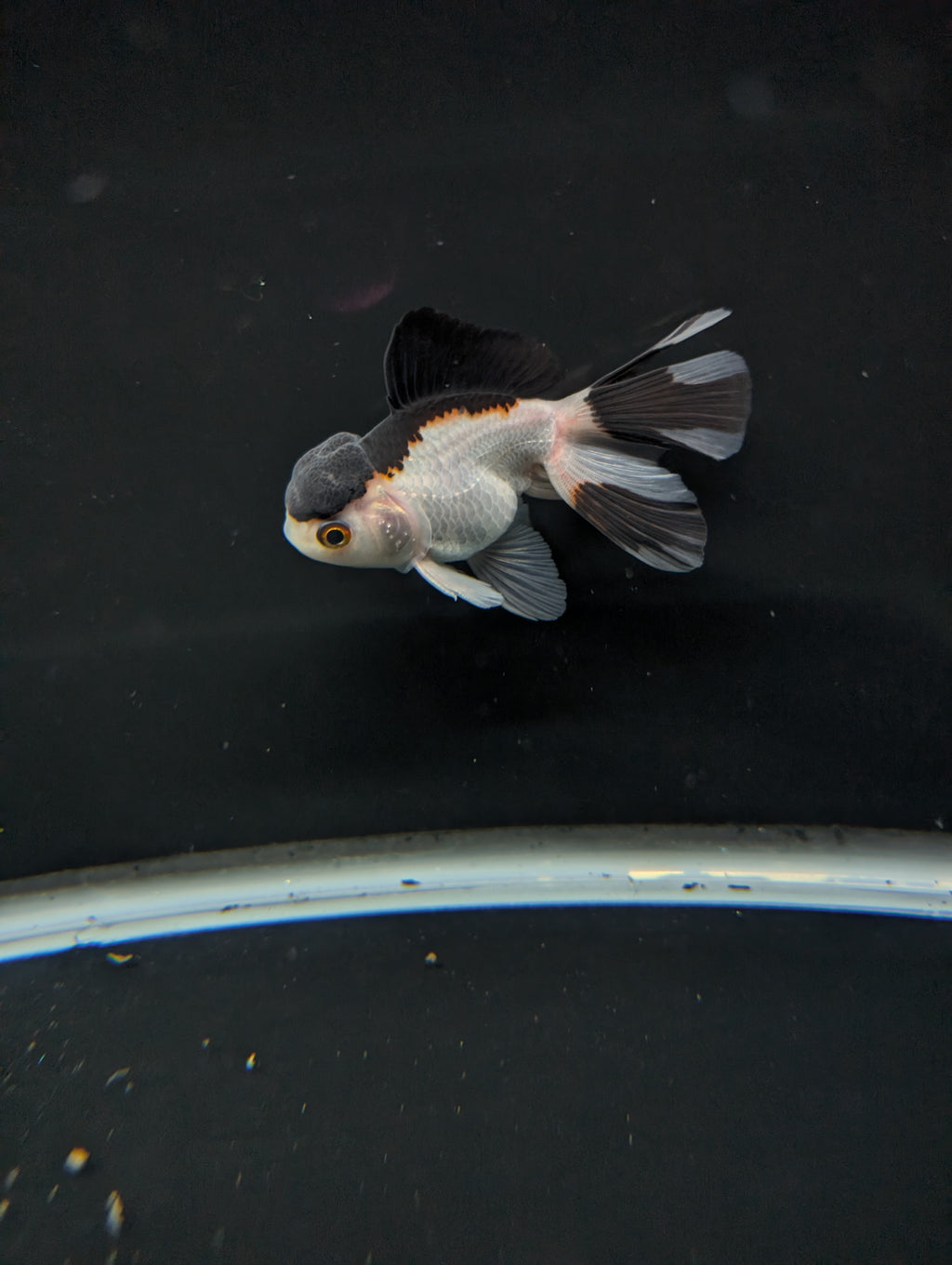 Juvenile Oranda Panda 3.5"-4" in.  ID#501T2A-011