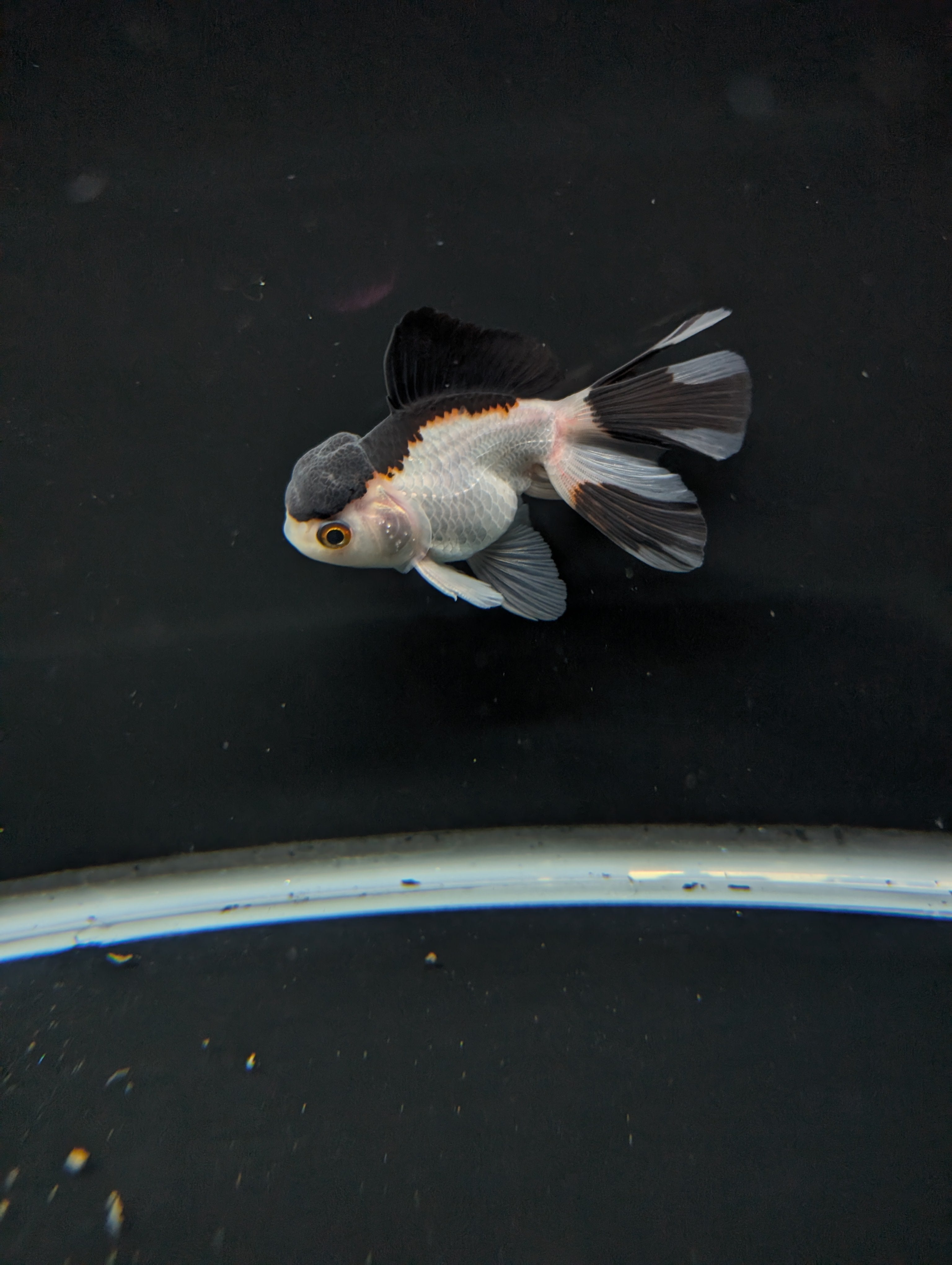 Juvenile Oranda Panda 3.5"-4" in.  ID#501T2A-011