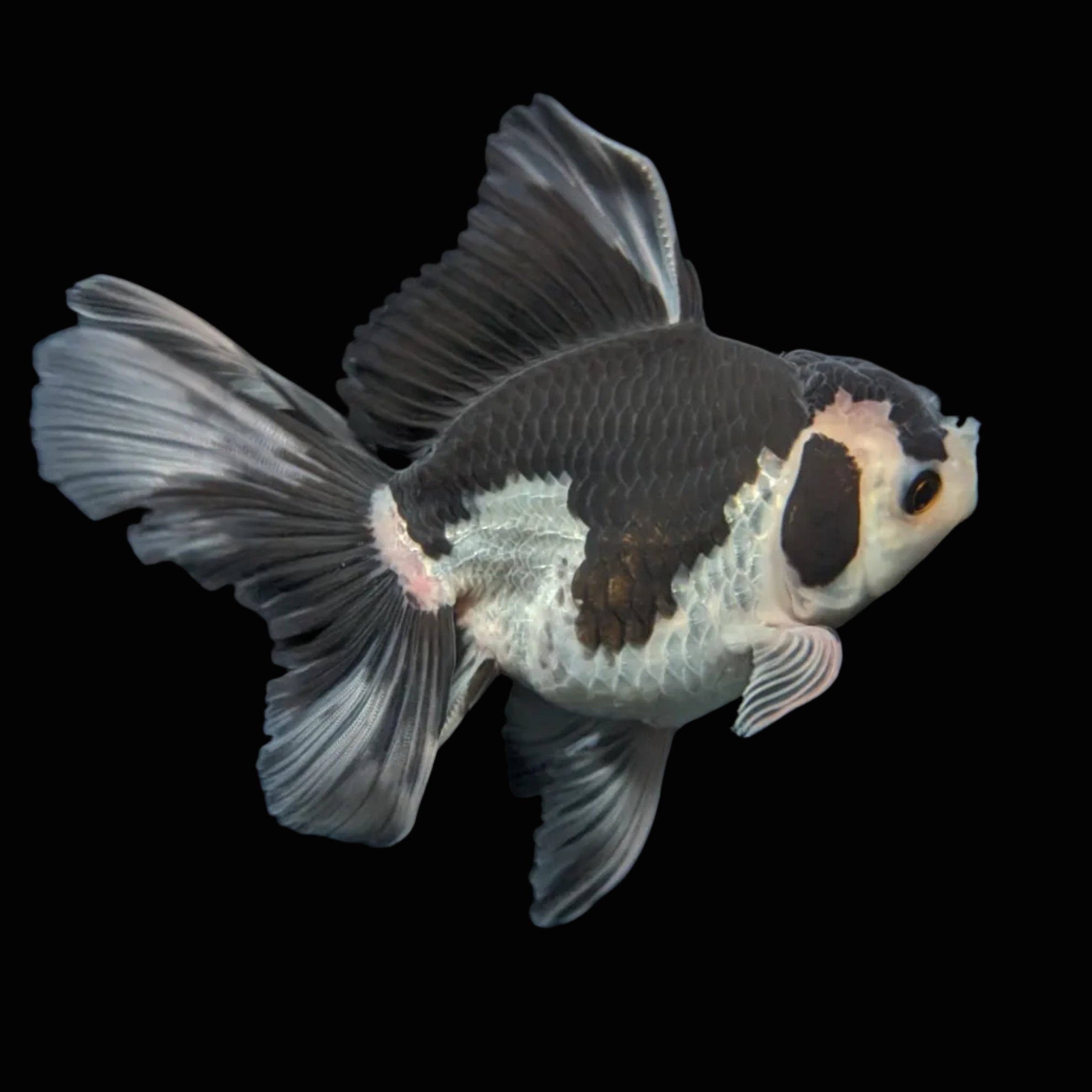Thai Oranda Panda  4.5"-5"  ID#718T5B-001