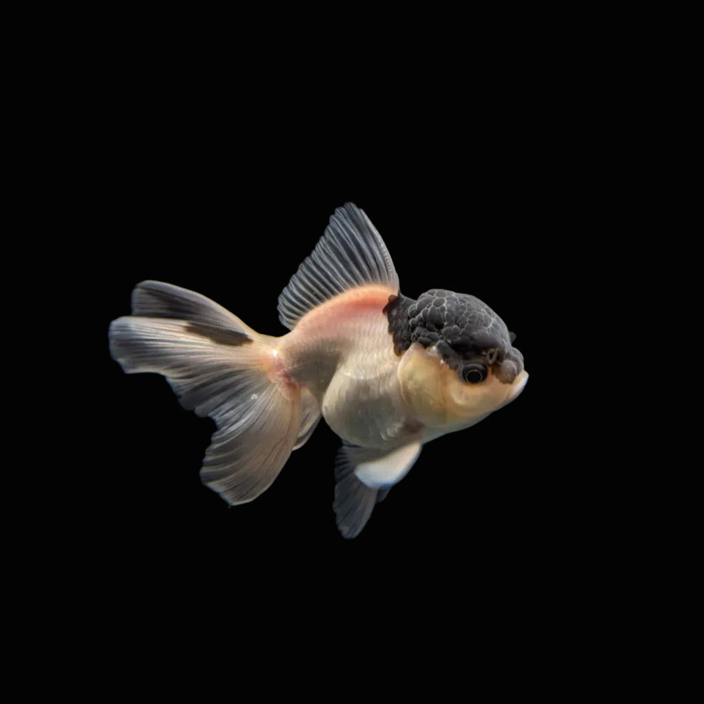 Juvenile Oranda Panda 3.5"-4" in.  ID#327T13b-032