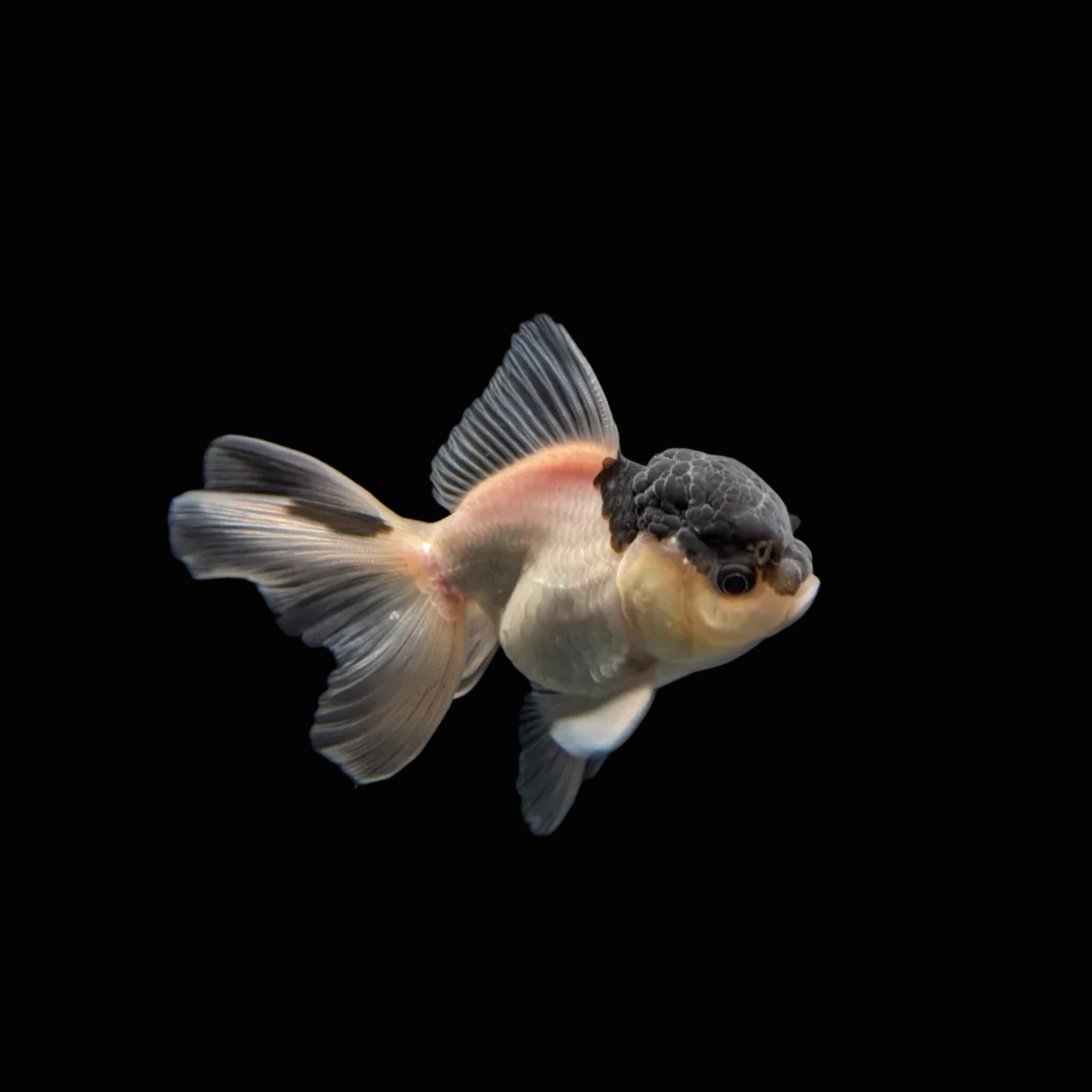 Juvenile Oranda Panda 3.5"-4" in.  ID#327T13b-032
