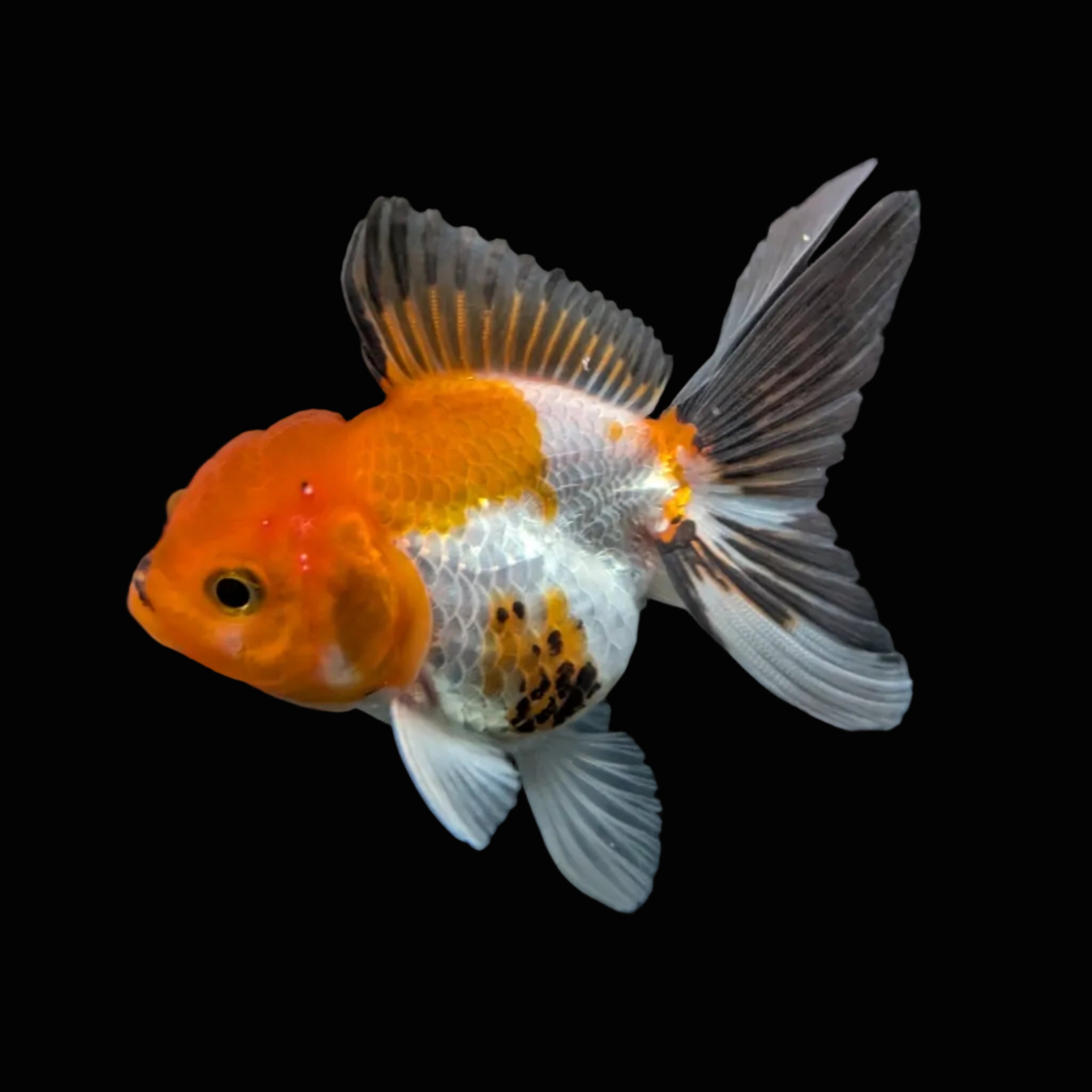 Juvenile Oranda Tricolor 3.5"-4" in.  ID#501T2A-003